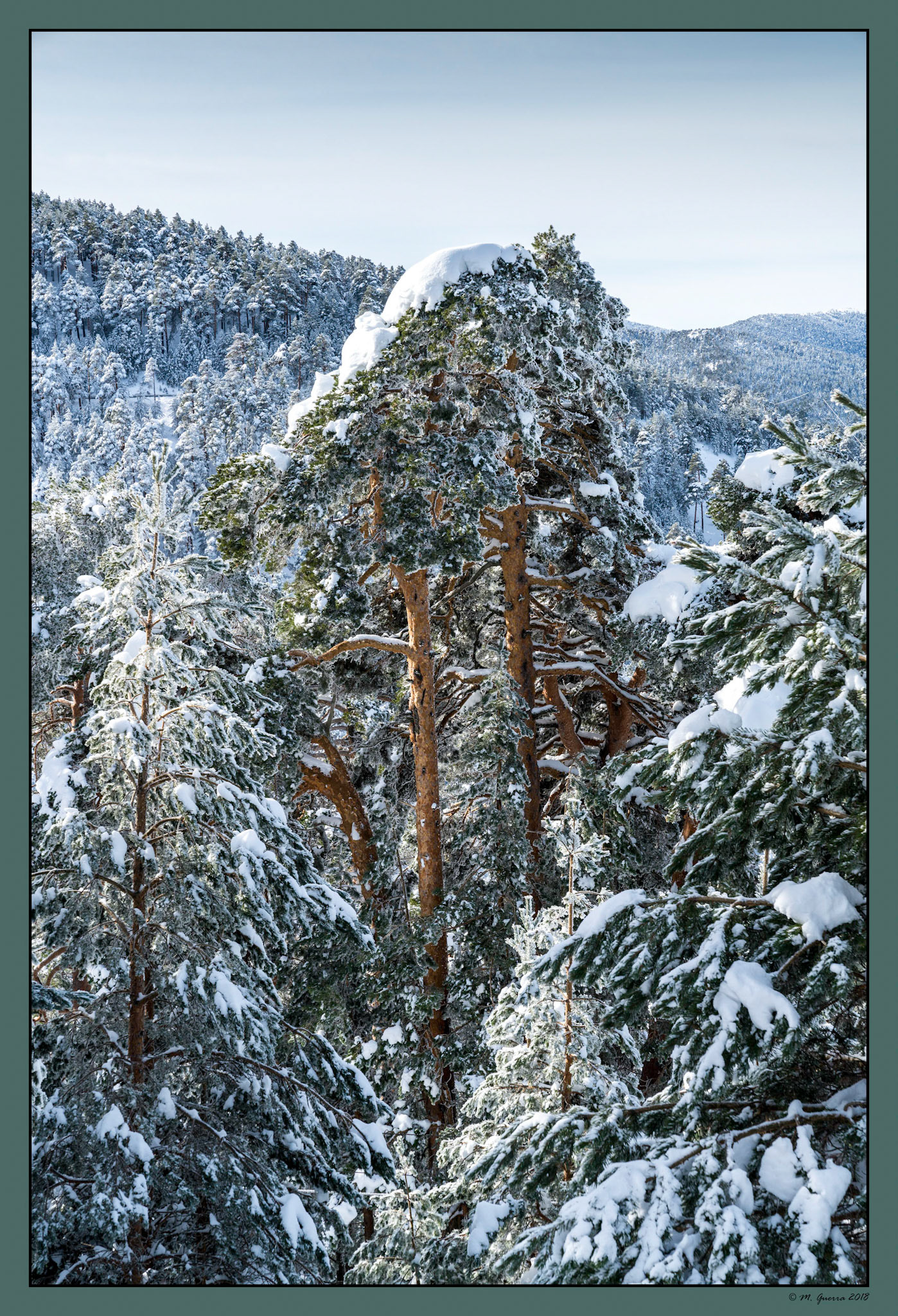 Árboles en la Sierra de Guadarrama de Madrid cubiertos de nieve y hielo en Navacerrada. Ampliar