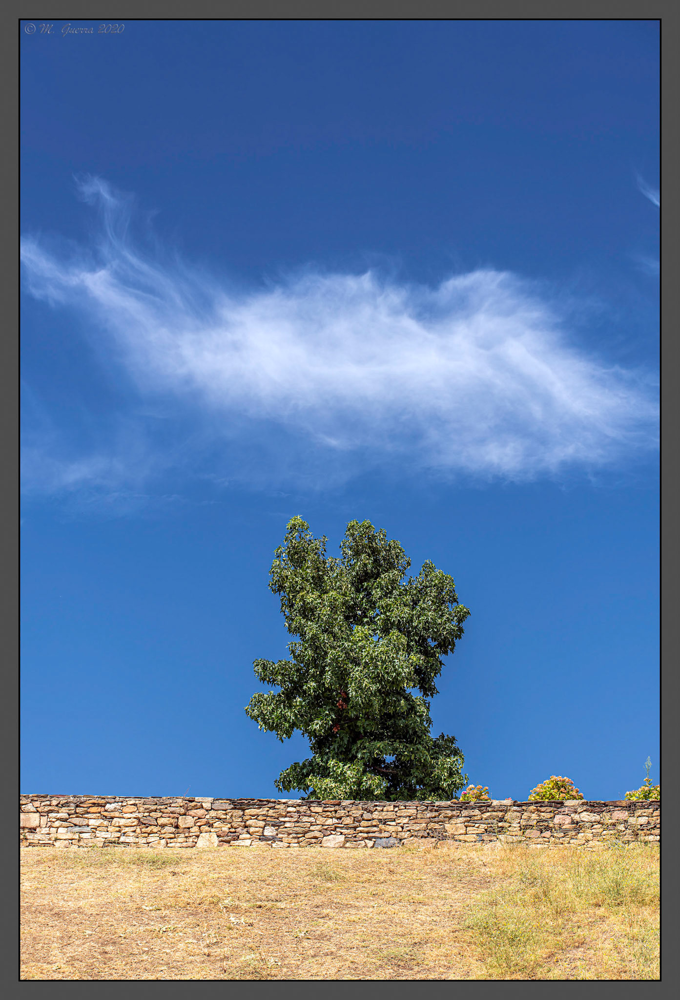 Árbol y nube en Miranda de Duero. Ampliar