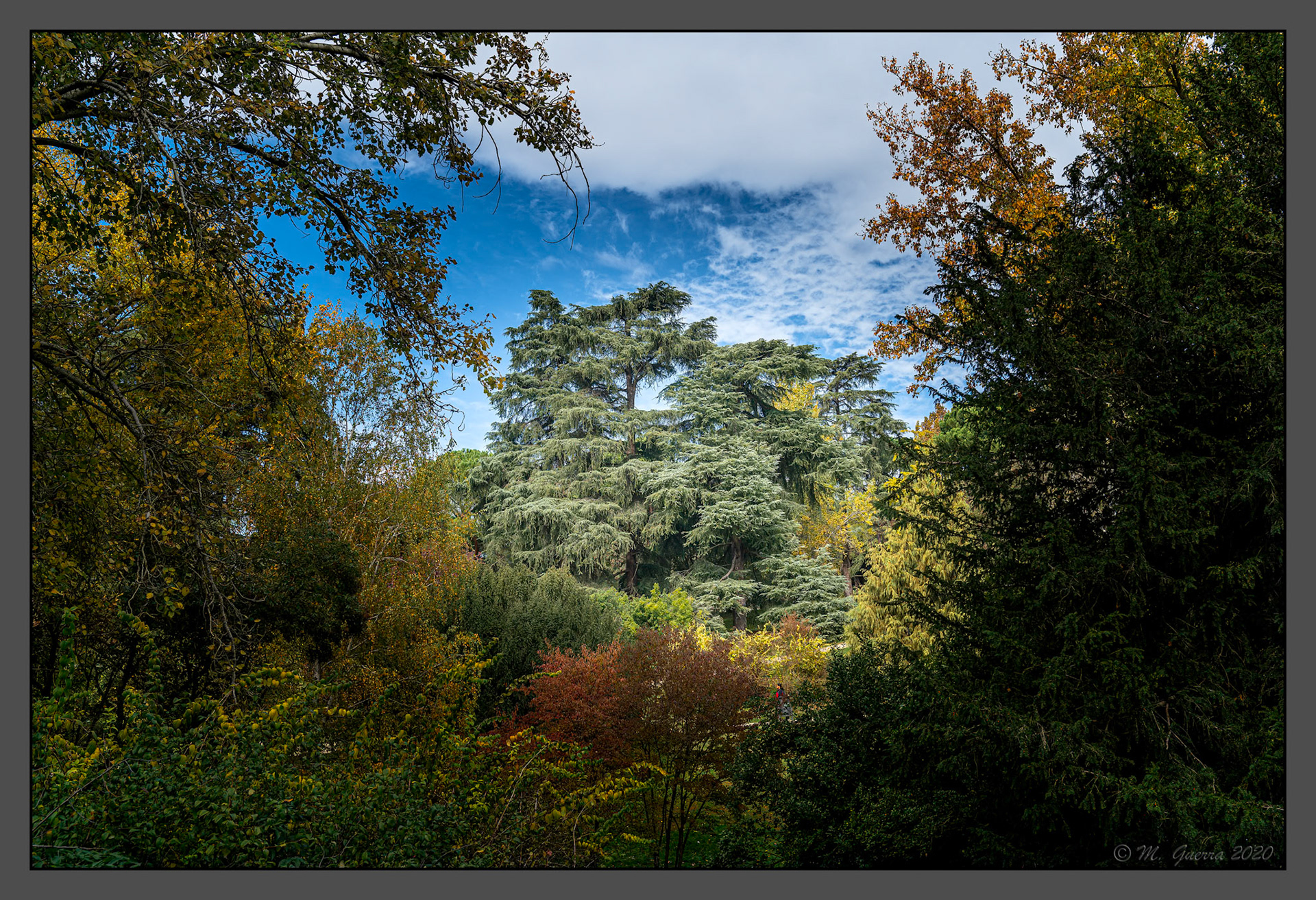 Árboles con colores de otoño en el Parque del Oeste