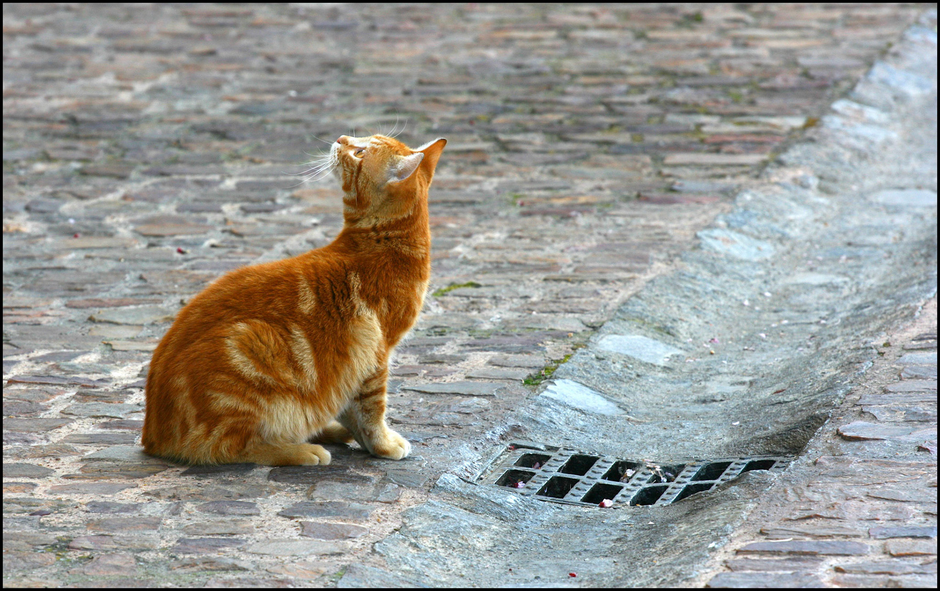 Gato en Zamora. Ampliar