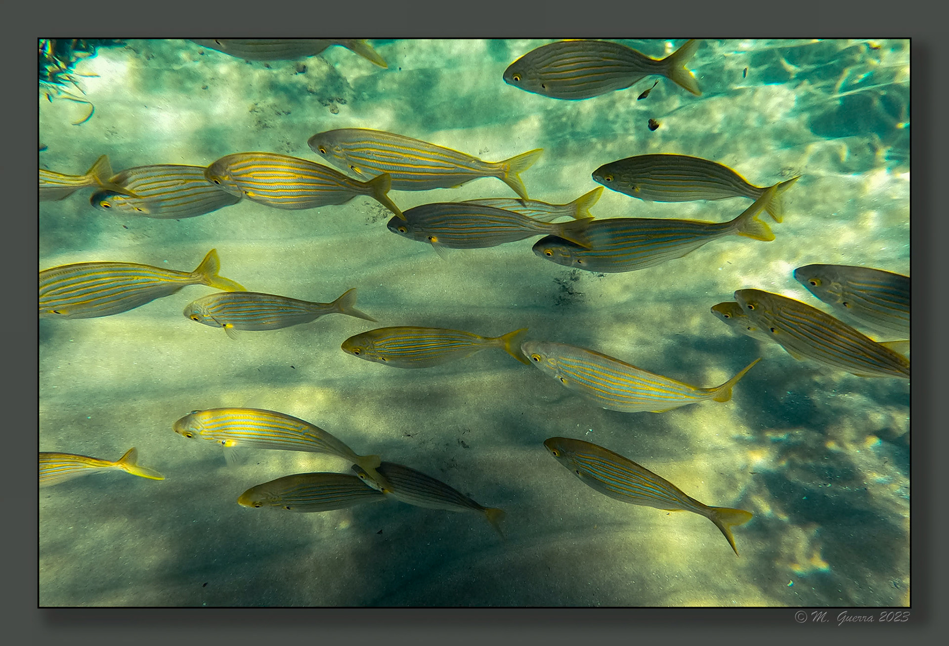 Fotografía submarina en la bahía de Calpe con la GoPro