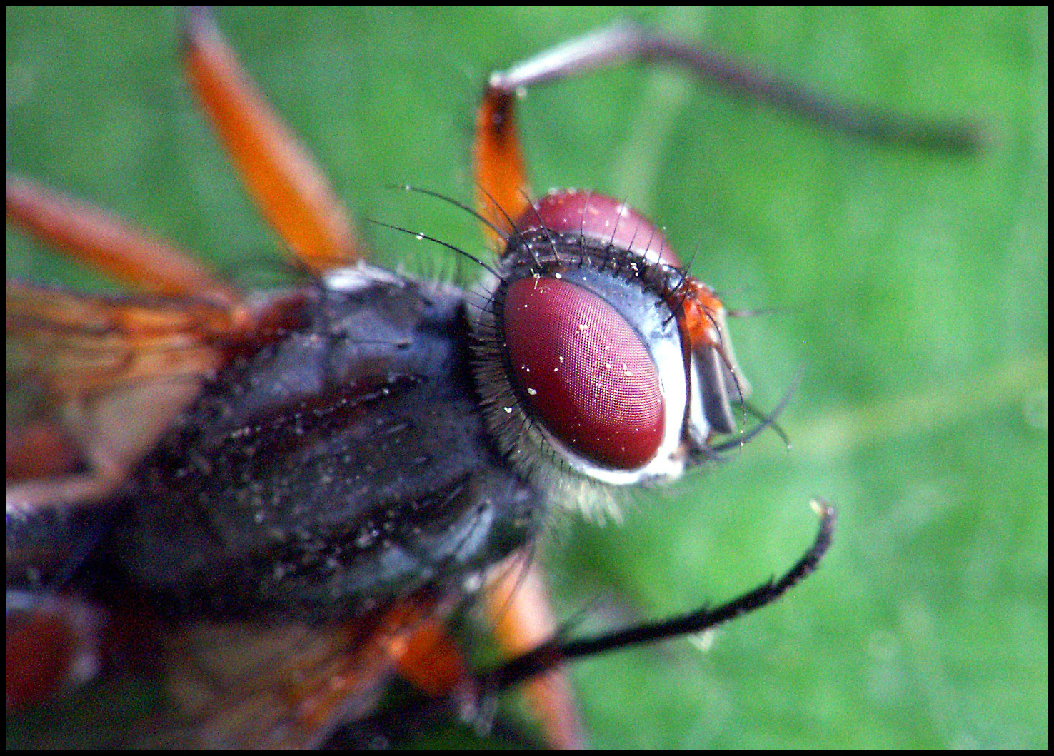 Mosca con macro. Ampliar