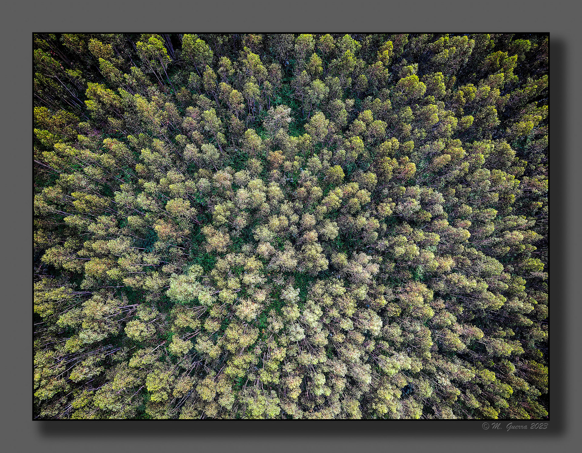Bosque de eucaliptus desde el dron. 100ASA