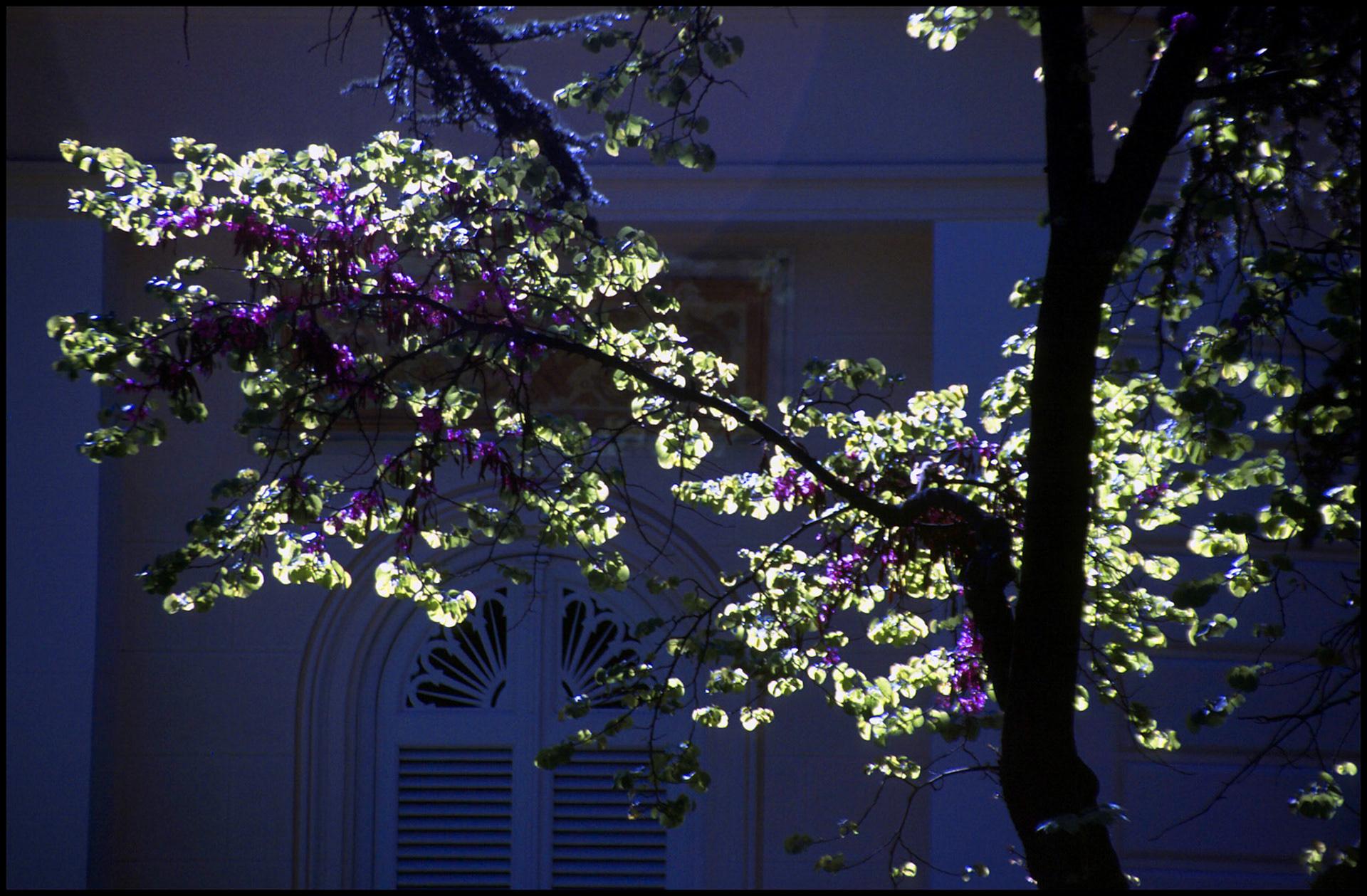 Almendro en flor en el Jardín de el Capricho de Madrid. Ampliar