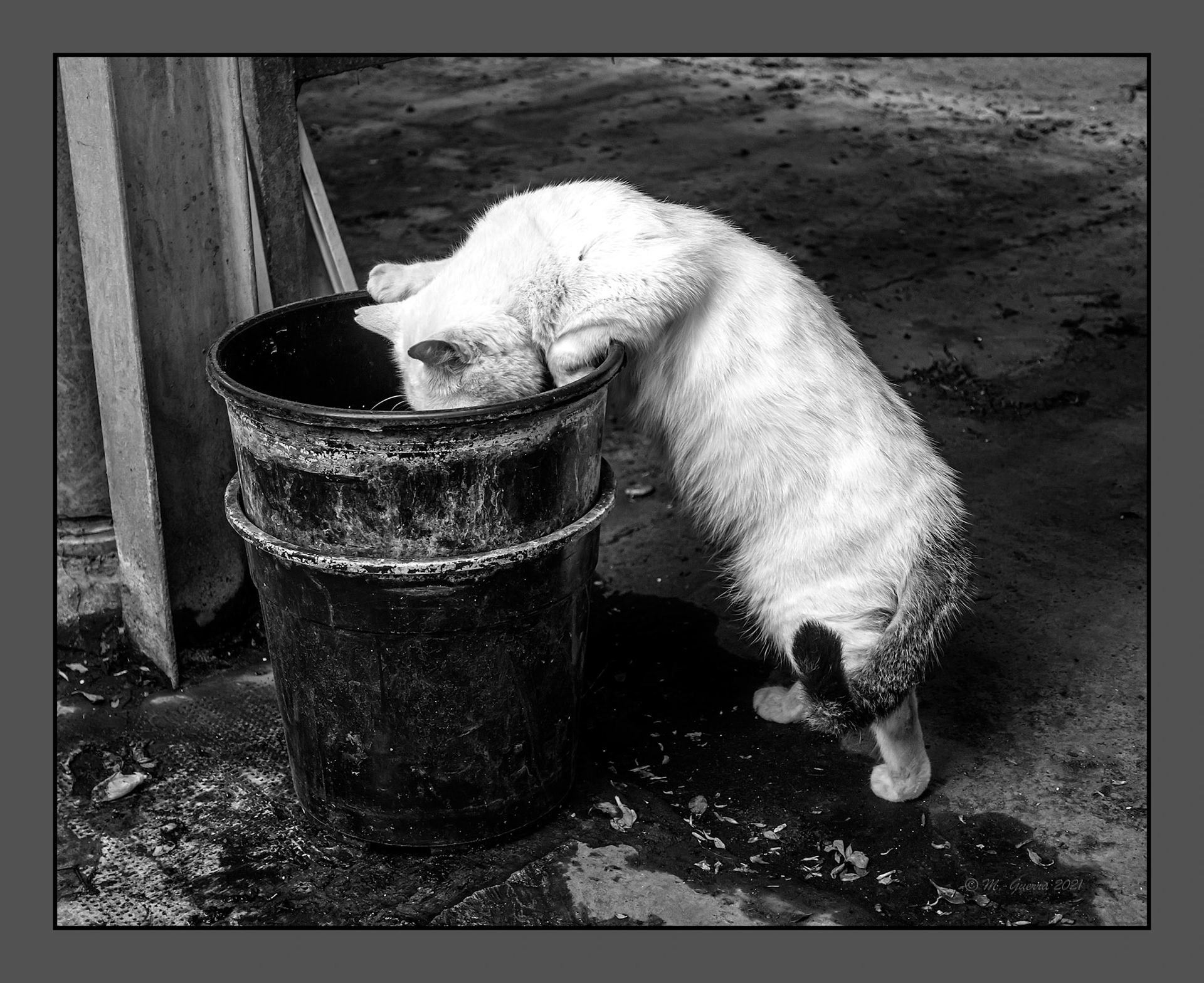 Gato blanco bebiendo agua de un cubo en el vivero Shanghai. 100ASA