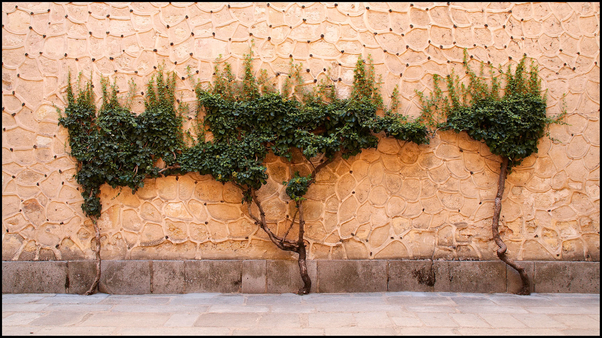 Árboles en el alcázar de Segovia. Ampliar
