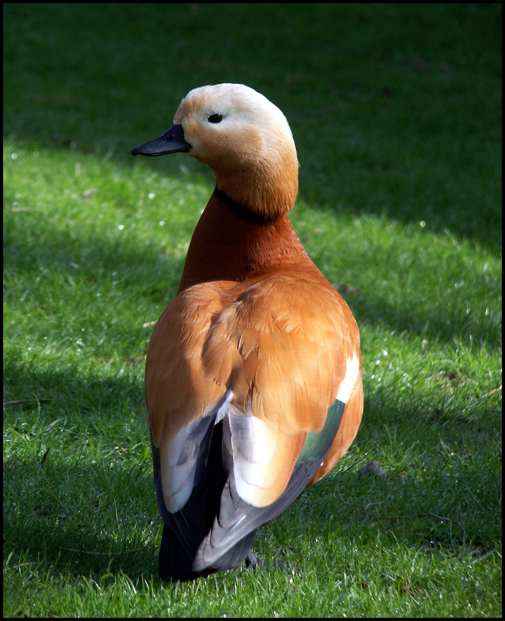 Pato en el Zoo de Madrid. Ampliar