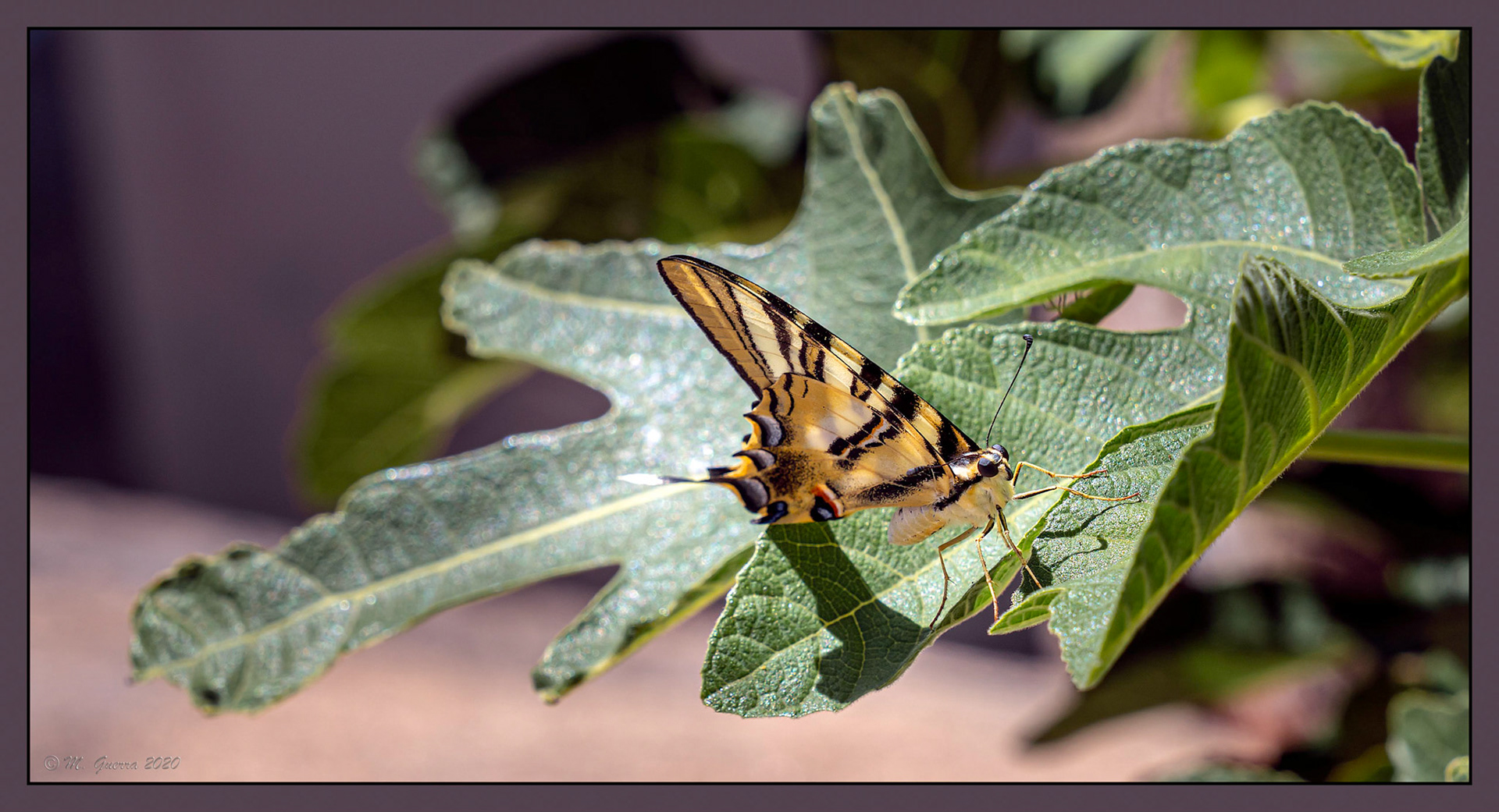 Mariposa en Fermoselle. Ampliar