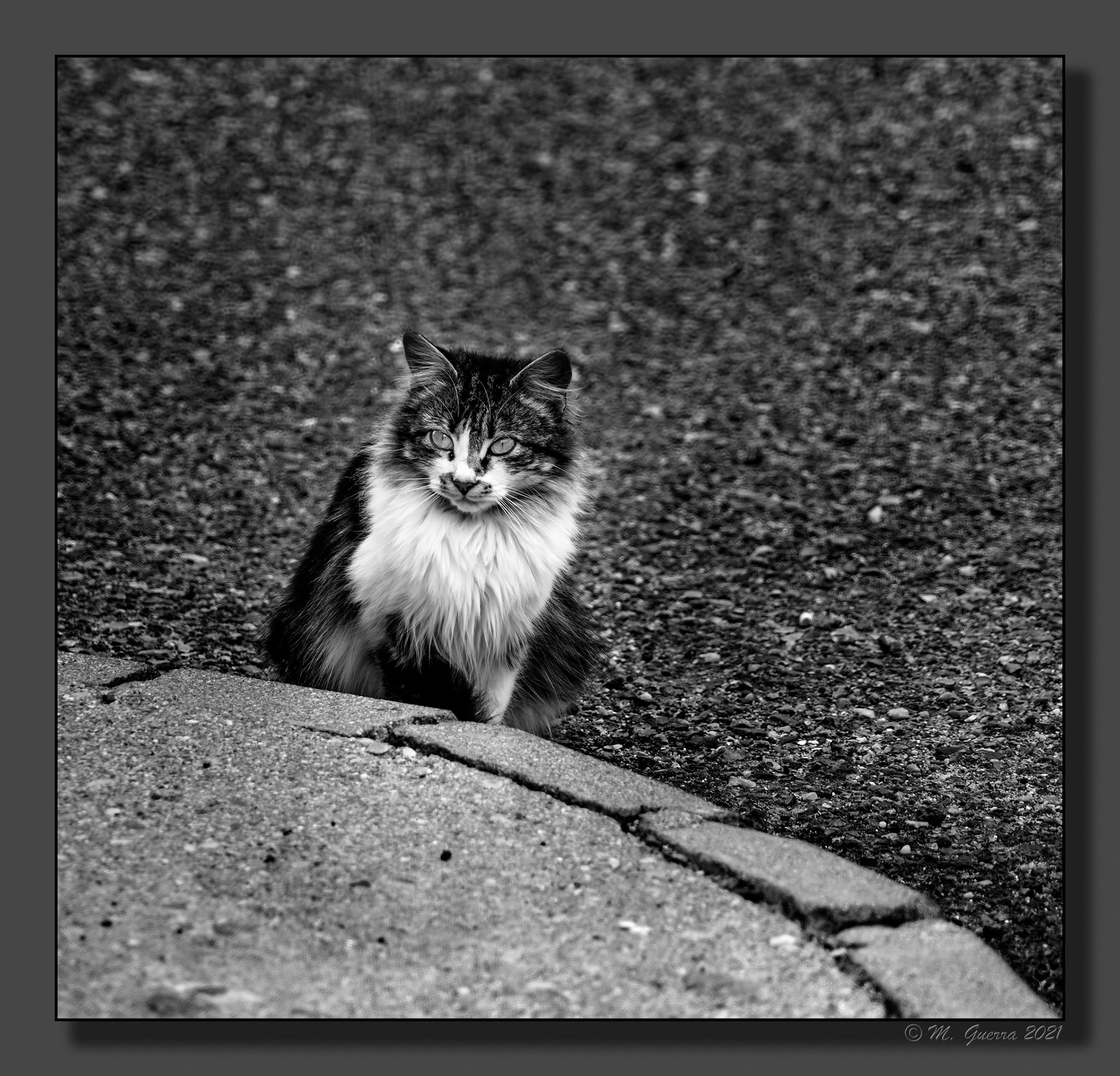 Gato en Maqueda