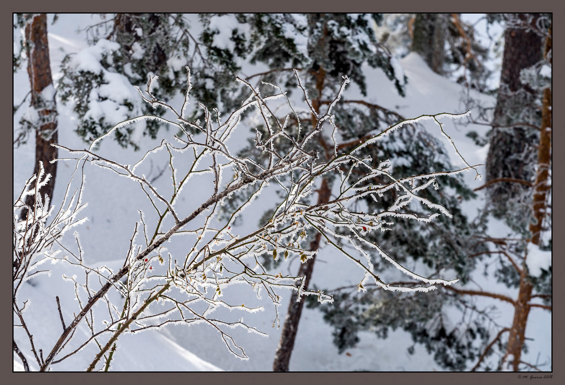 Árboles en la Sierra de Guadarrama de Madrid cubiertos de nieve y hielo en Navacerrada. Ampliar