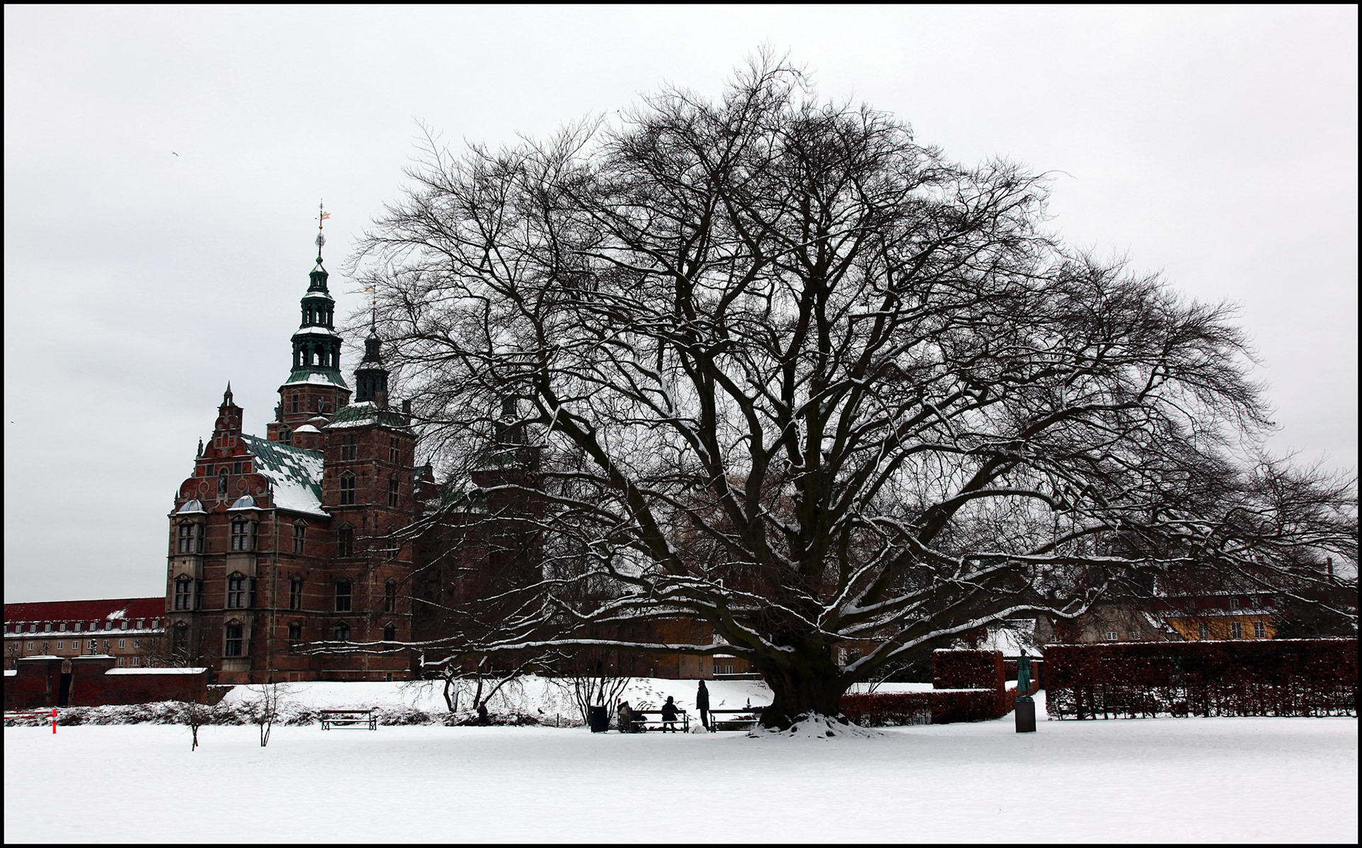 Árbol gigantesco al lado del palacio real antiguo de Copenhague. Ampliar. 100ASA