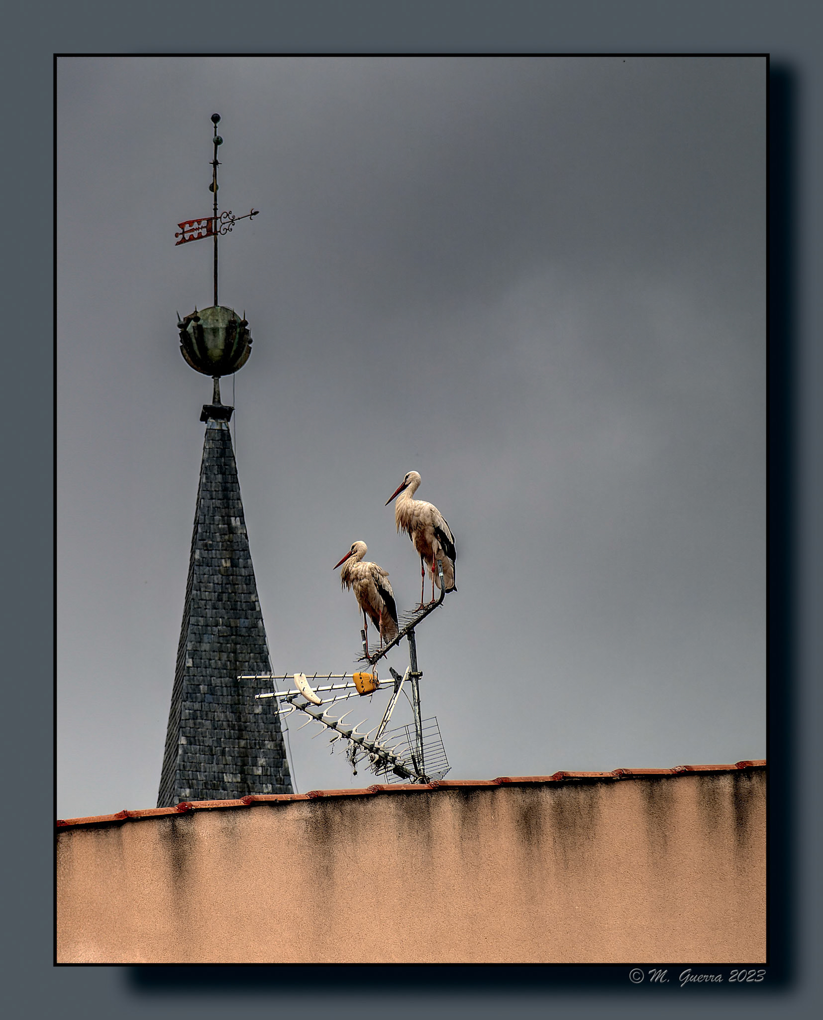 Dos cigüeñas y un pináculo de una iglesia en Alcalá de Henares un día de lluvia. 100ASA