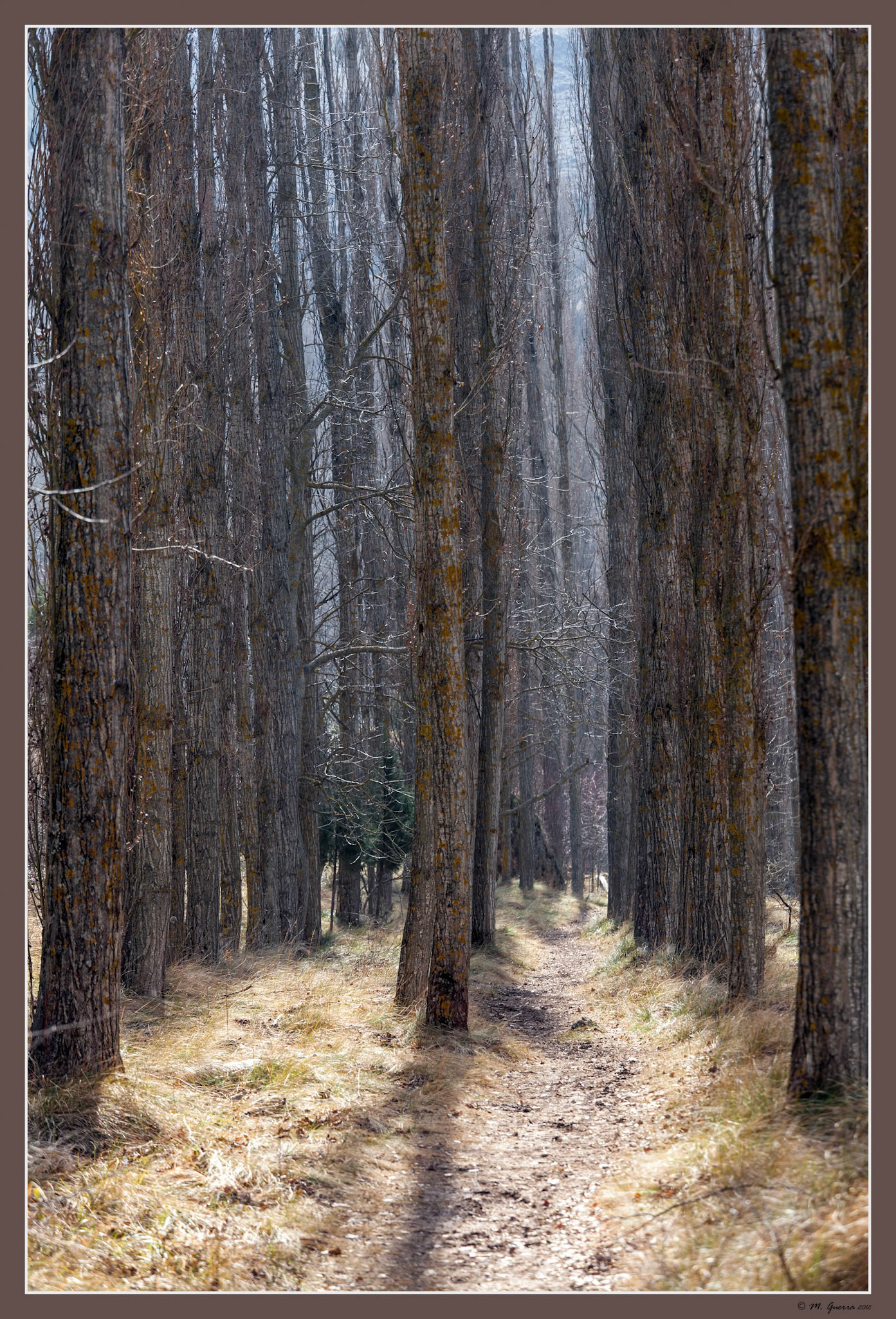 Camino con hierba entre árboles en el parque natural de las Hoces del Duratón, en Sepúlveda, Segovia. Ampliar