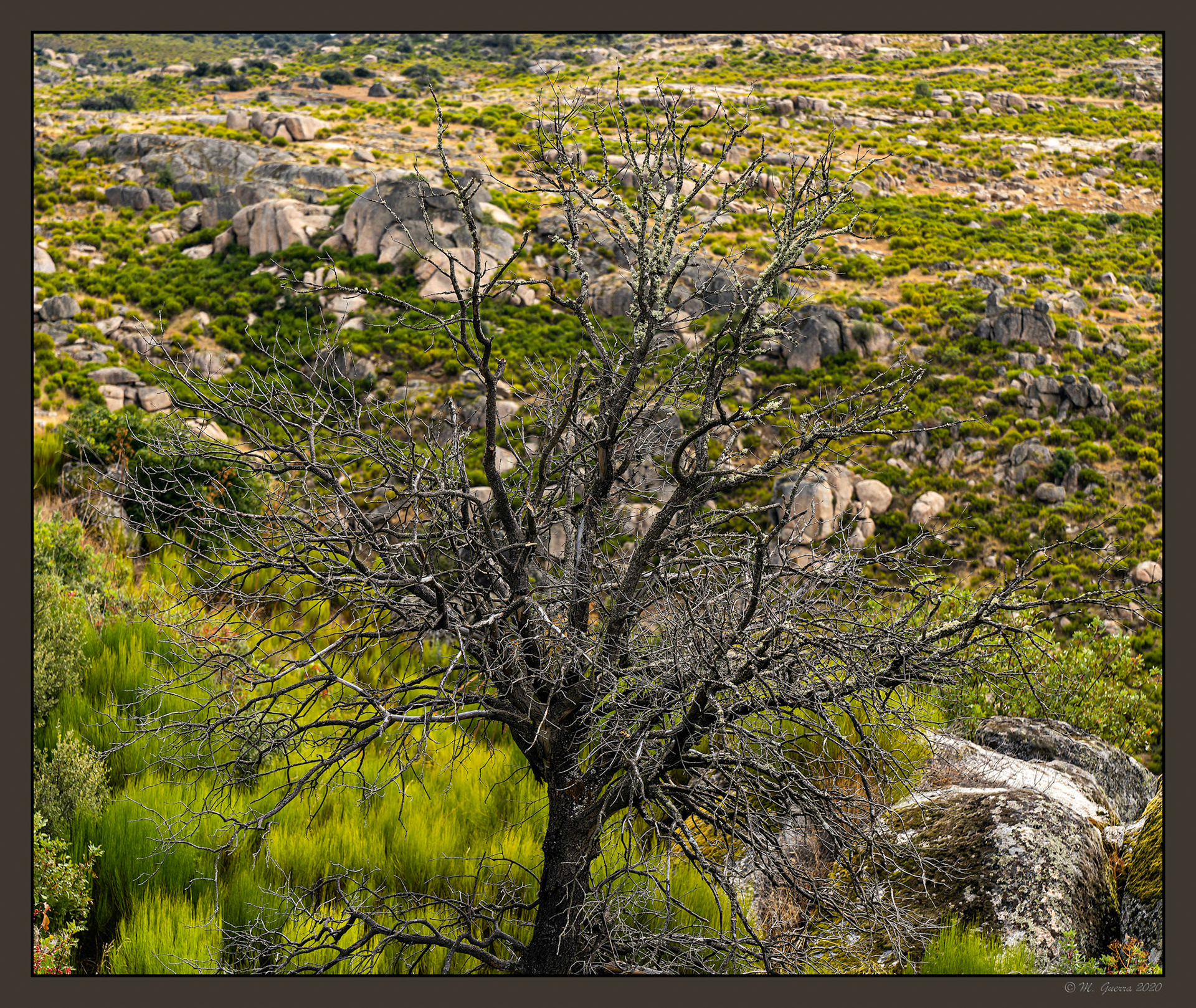 Árbol seco en Sao Joao. Ampliar