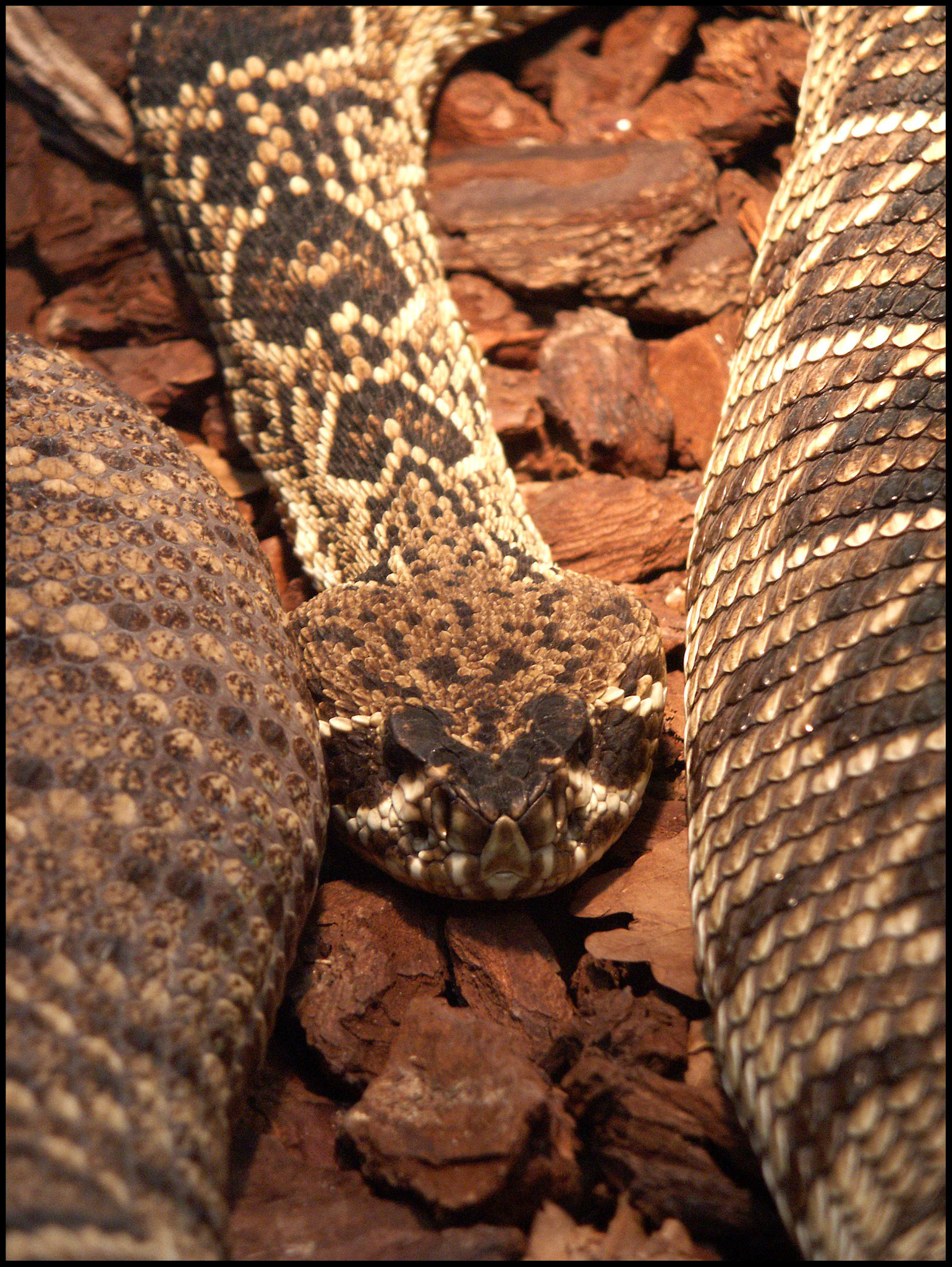 Serpiente en el zoo de Madrid. Ampliar