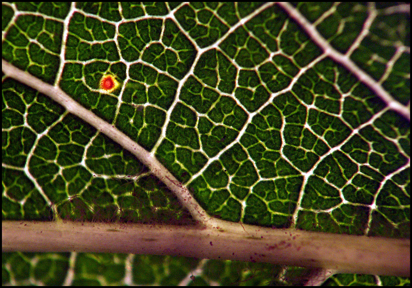 Hoja con macro, con las ramificaciones de los conductos de savia. Ampliar