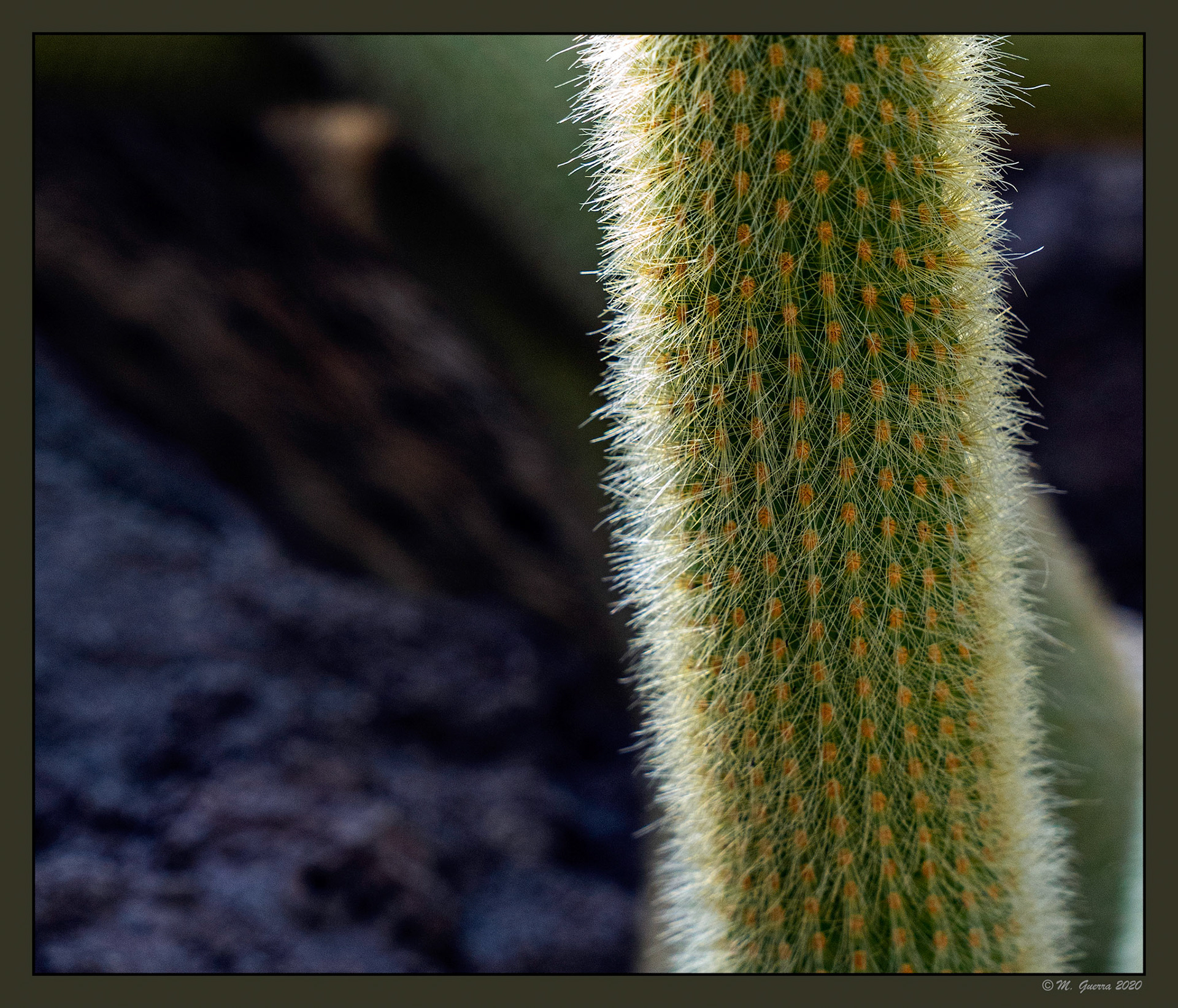 Cactus en el Jardín Botánico. Ampliar