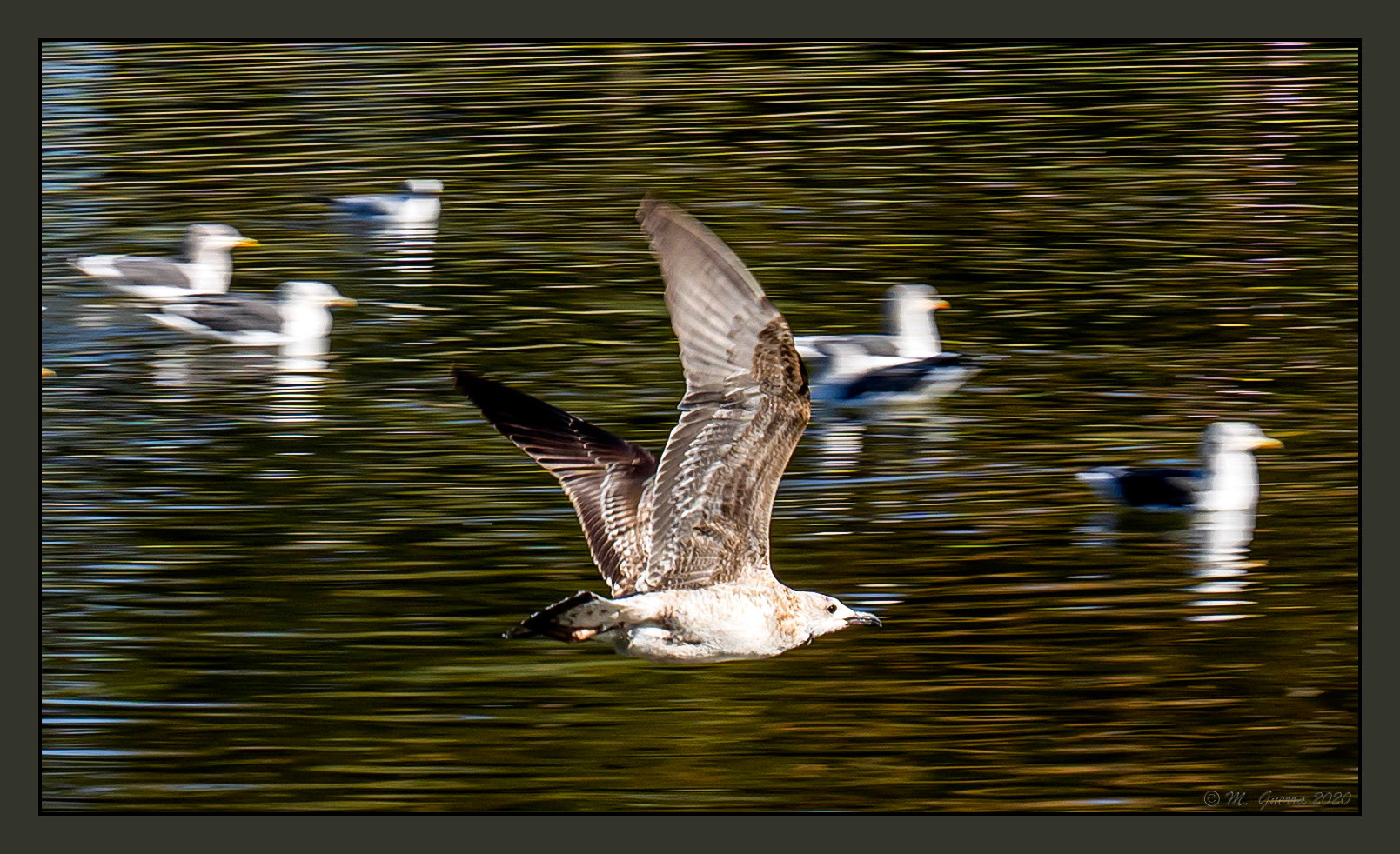 Gaviota volando en el parque de Tierno Galván