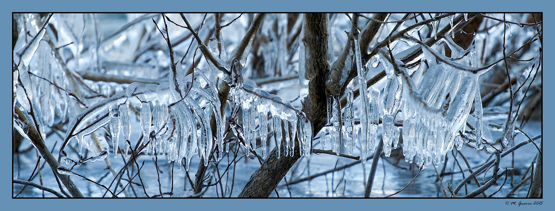 Formaciones de hielo en plantas de la superficie congelada del pantano de Navacerrada. Ampliar. 100ASA