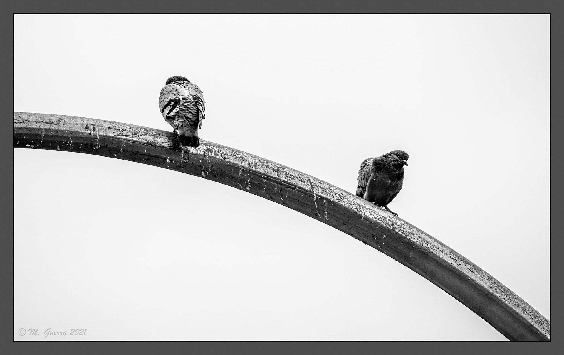 Dos palomas sobre una farola