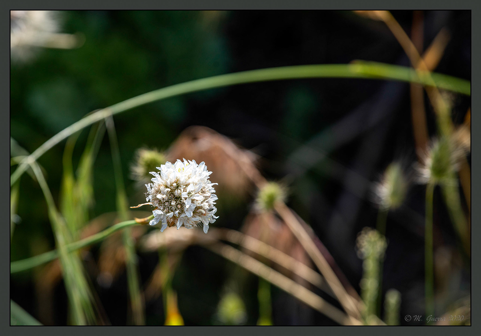 Flor en el Alto del León
