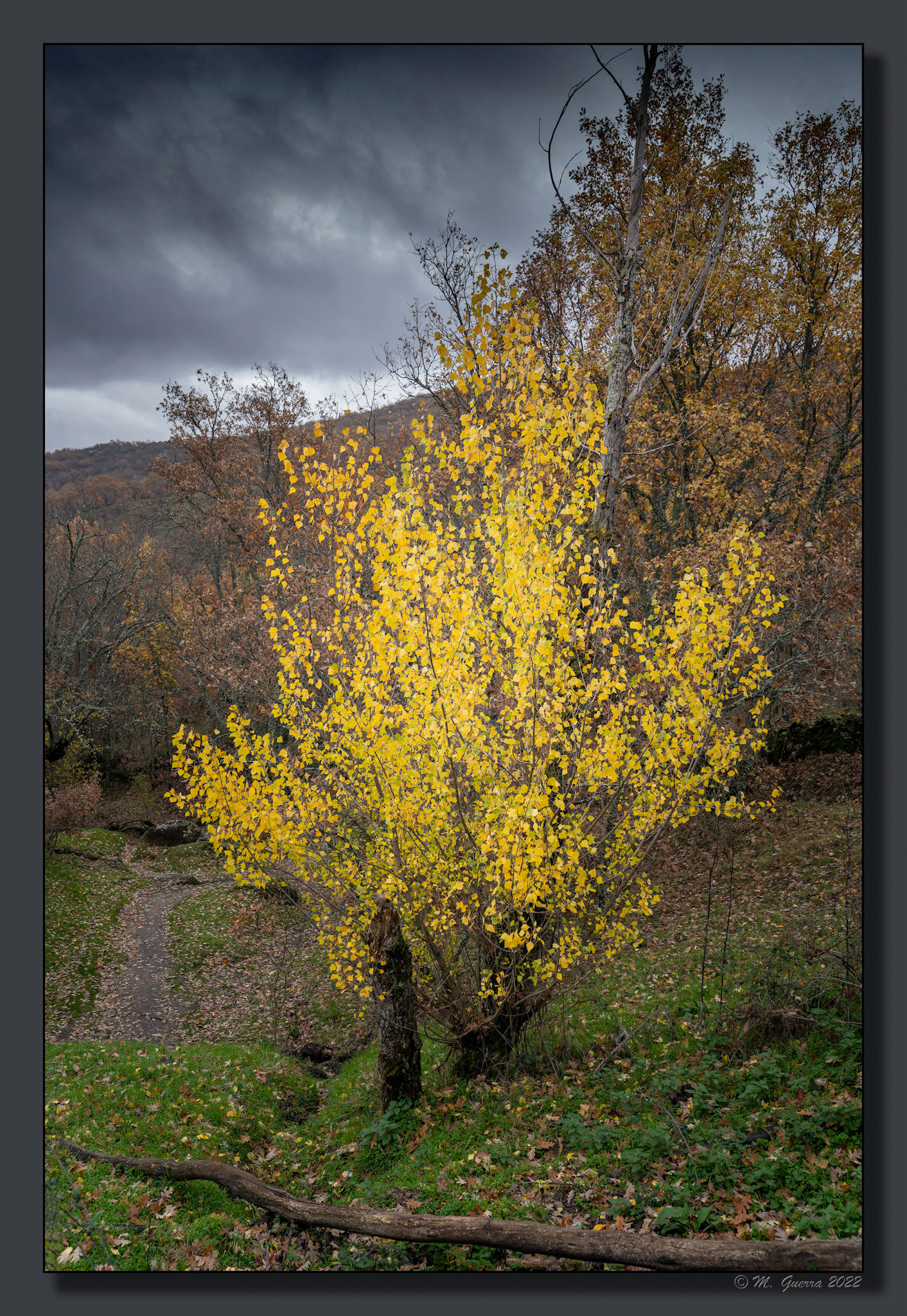 Árbol con hojas de otoño en La Hiruela