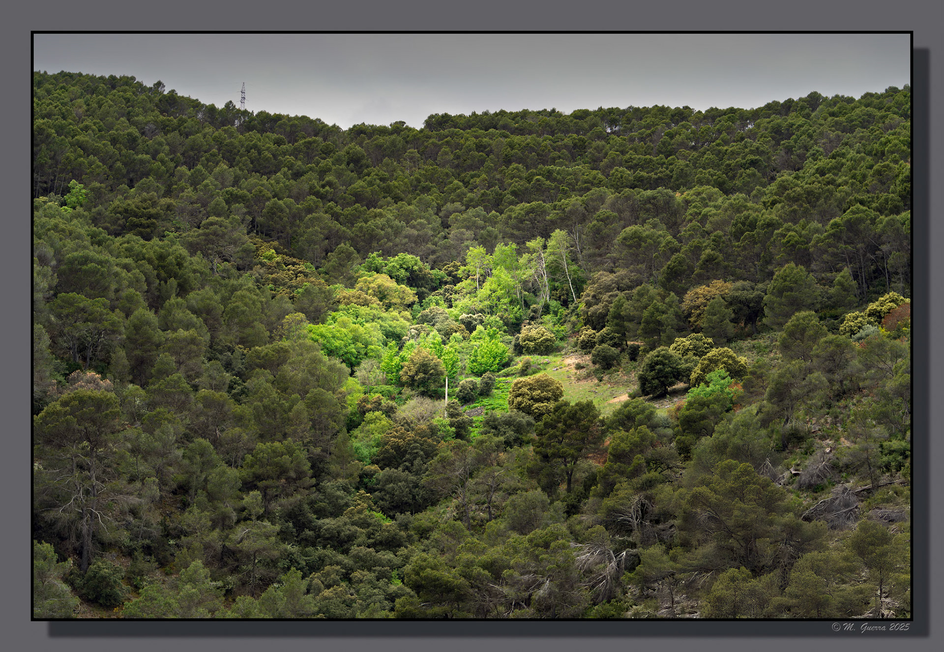 Bosque en la ermita del Madroñal