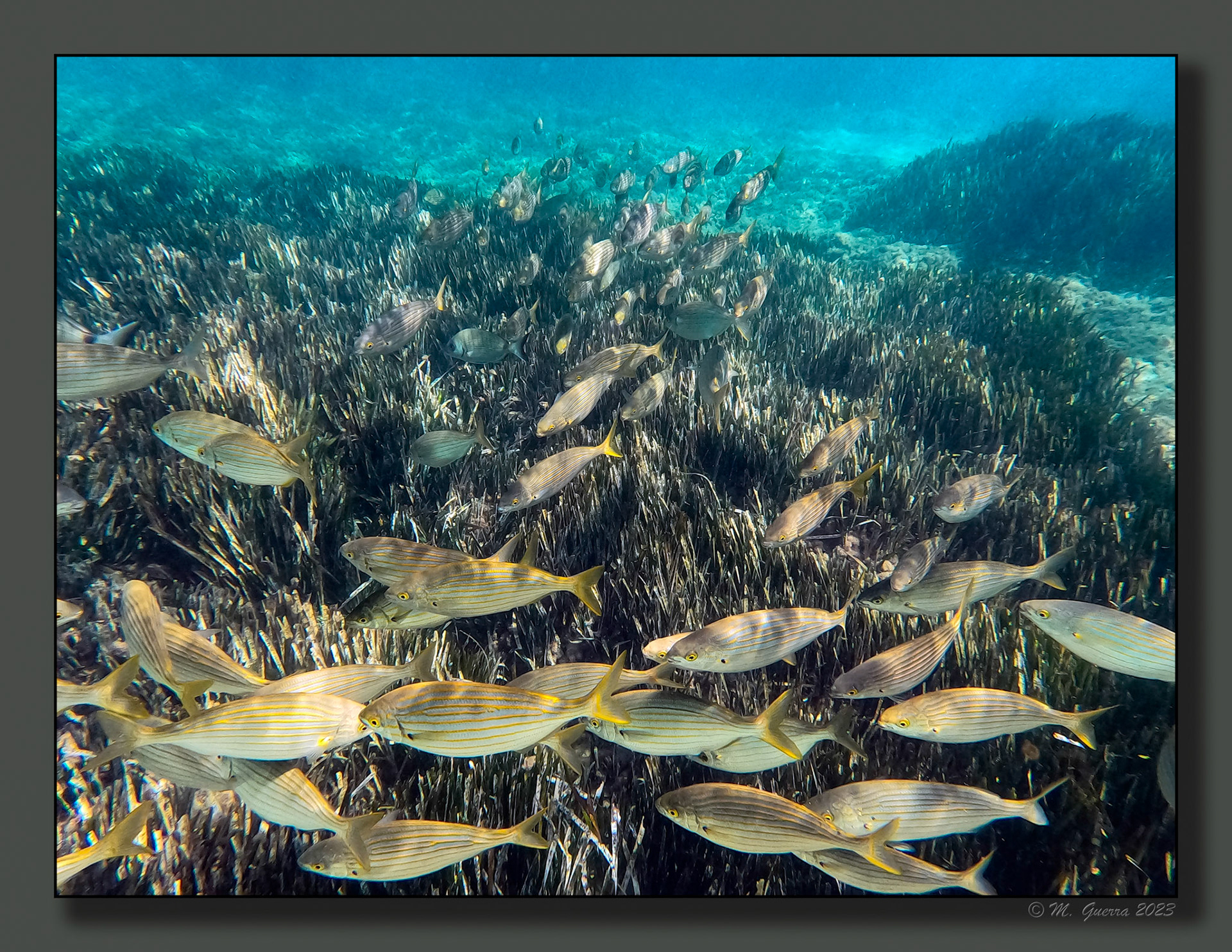 Fotografía submarina en la bahía de Calpe con la GoPro