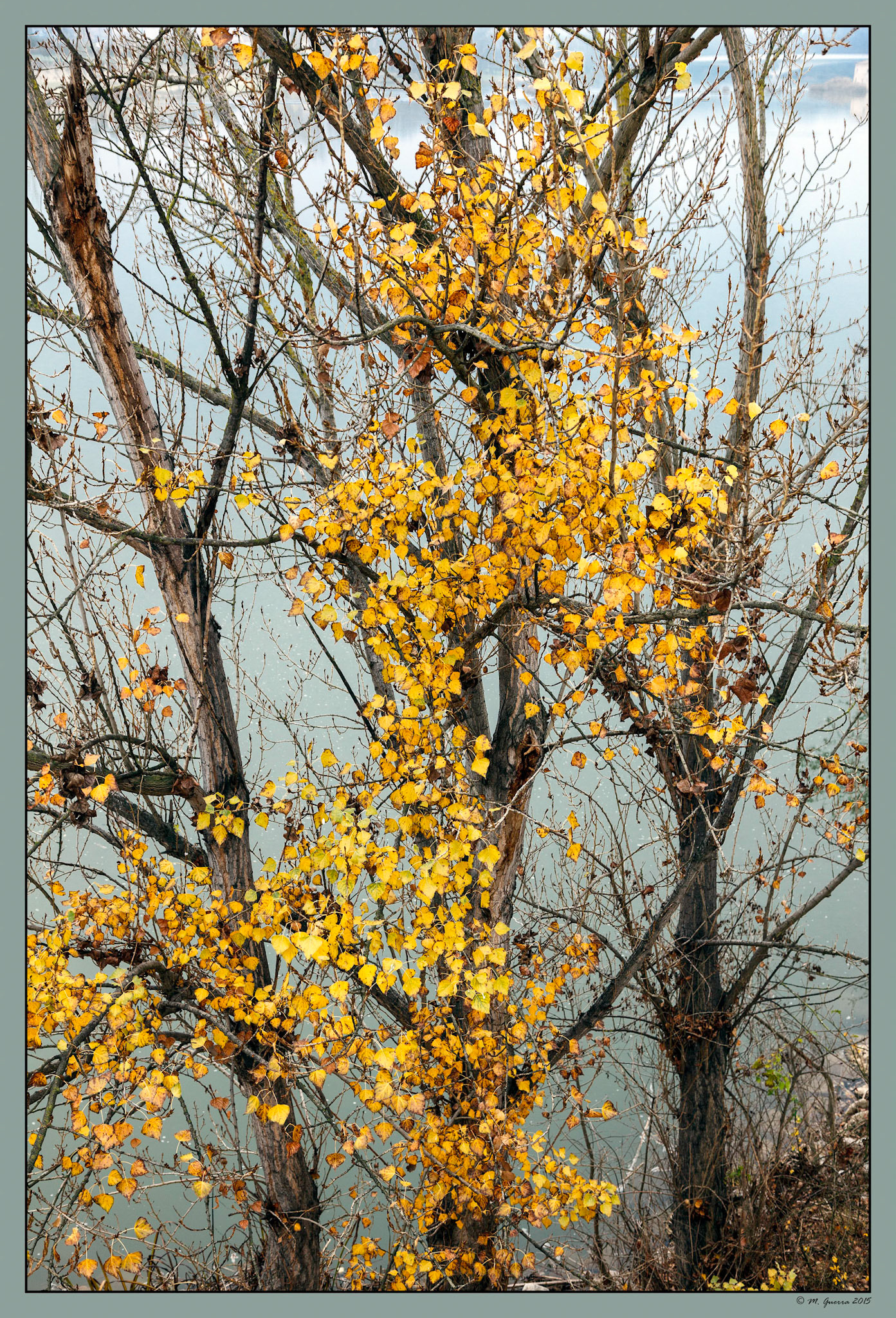 Arbol con Hojas secas amarillas otoñales en Zamora. Ampliar