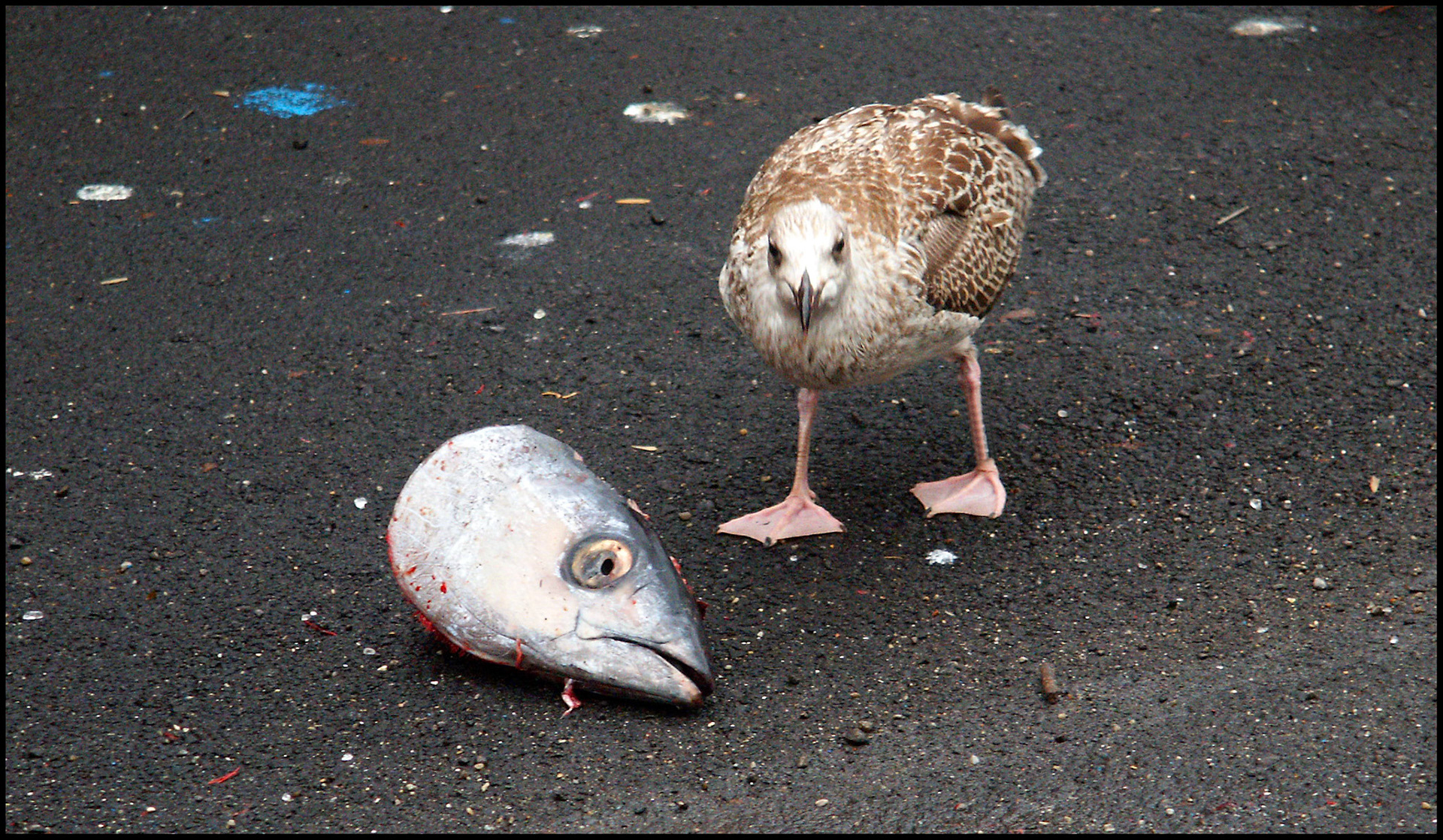 Gaviota con una cabeza de pescado en el puerto de Cudillero, Asturias. Ampliar