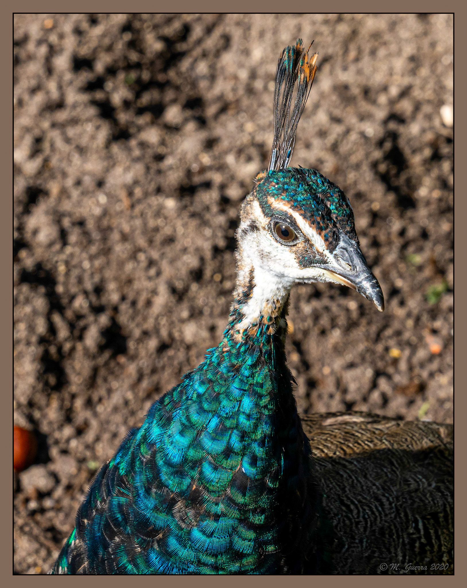 Pavo real en el Retiro