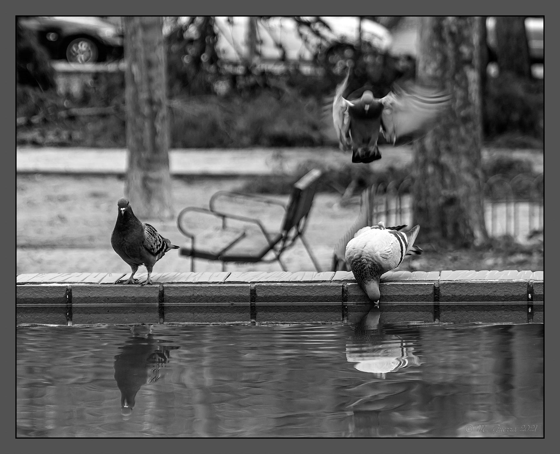 Palomas en un estanque del parque El Calero