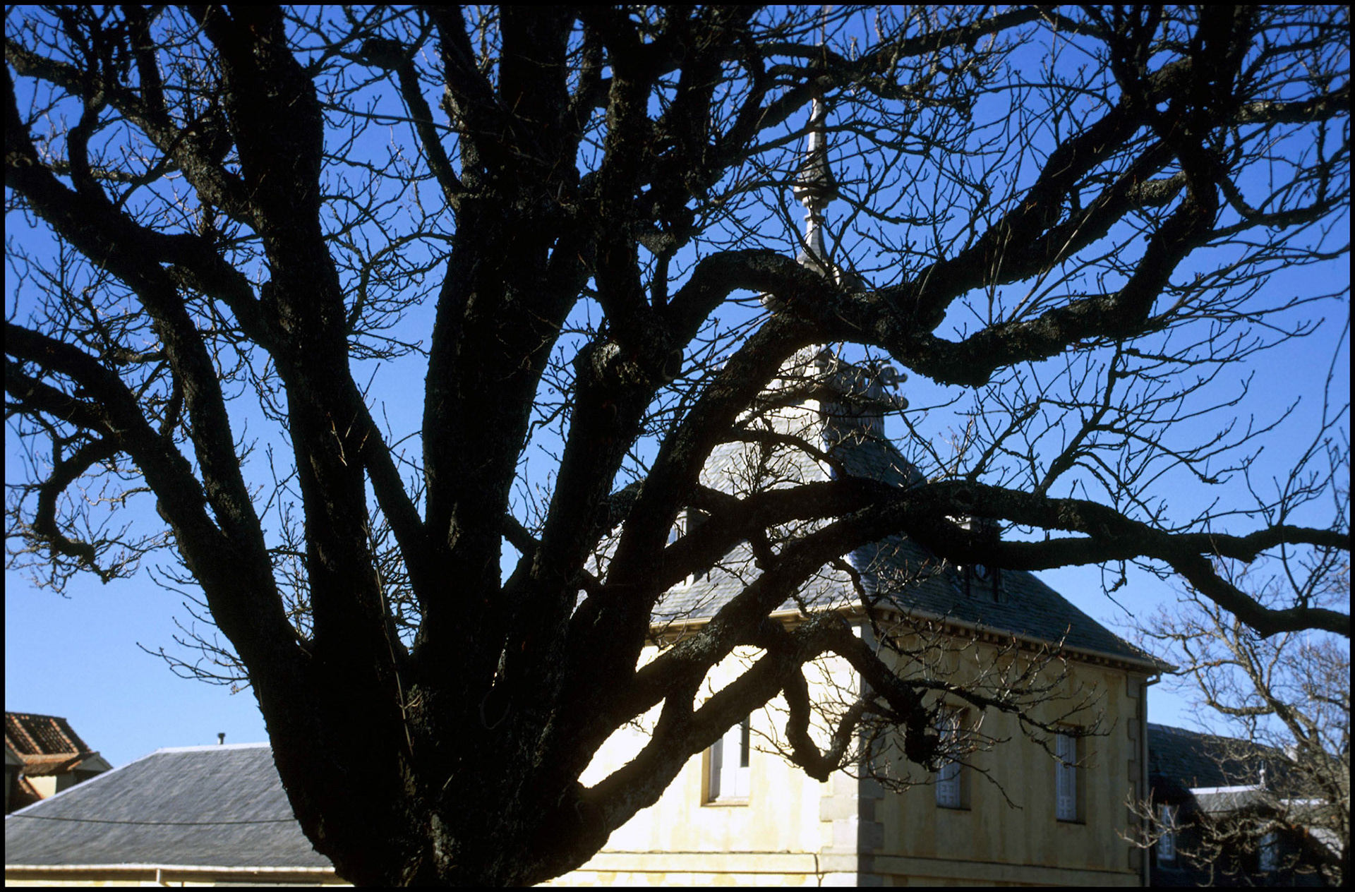 Árbol en el Palacio de la Granja en Segovia. Ampliar