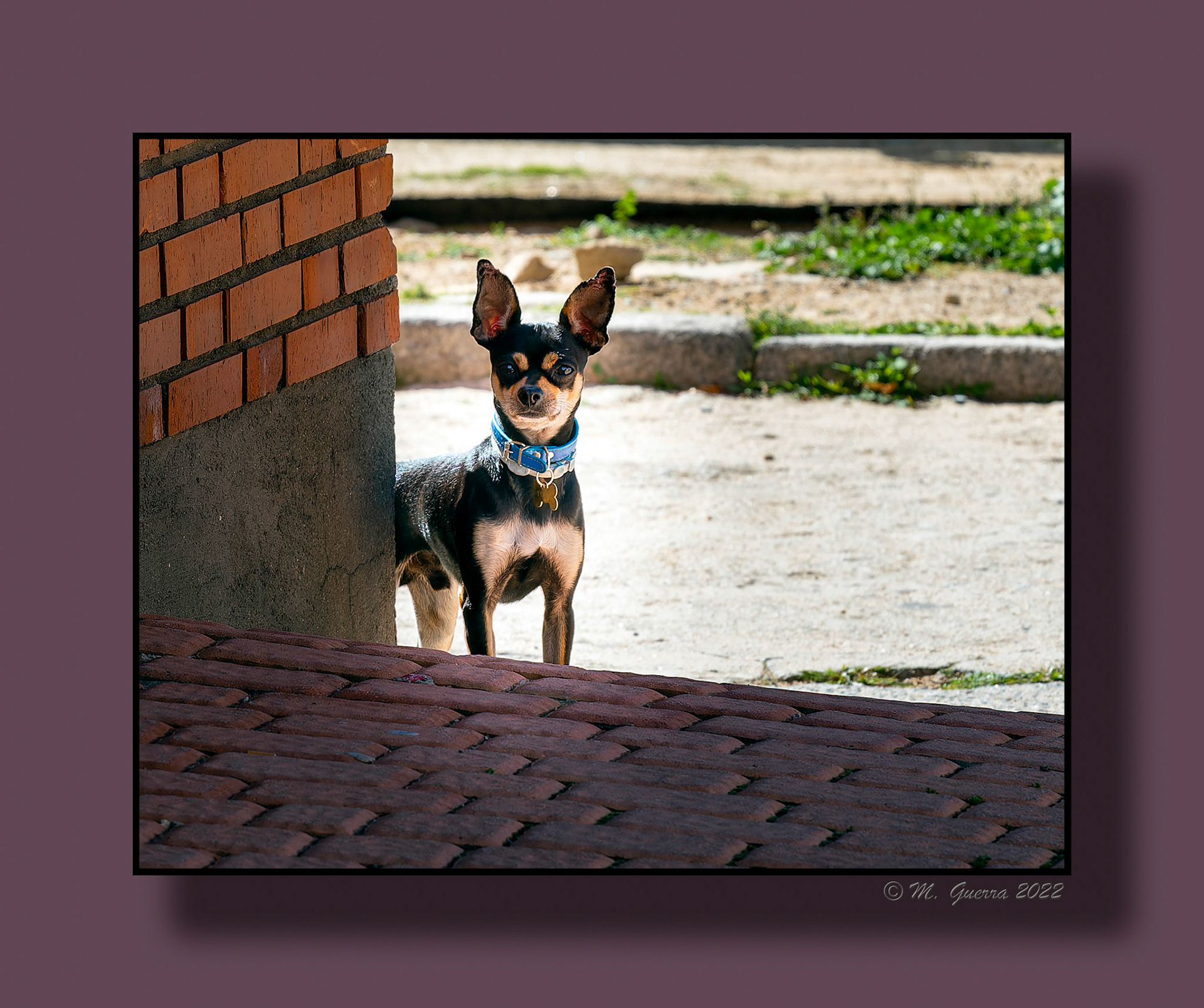 Perro chuhuahua en El Tiemblo