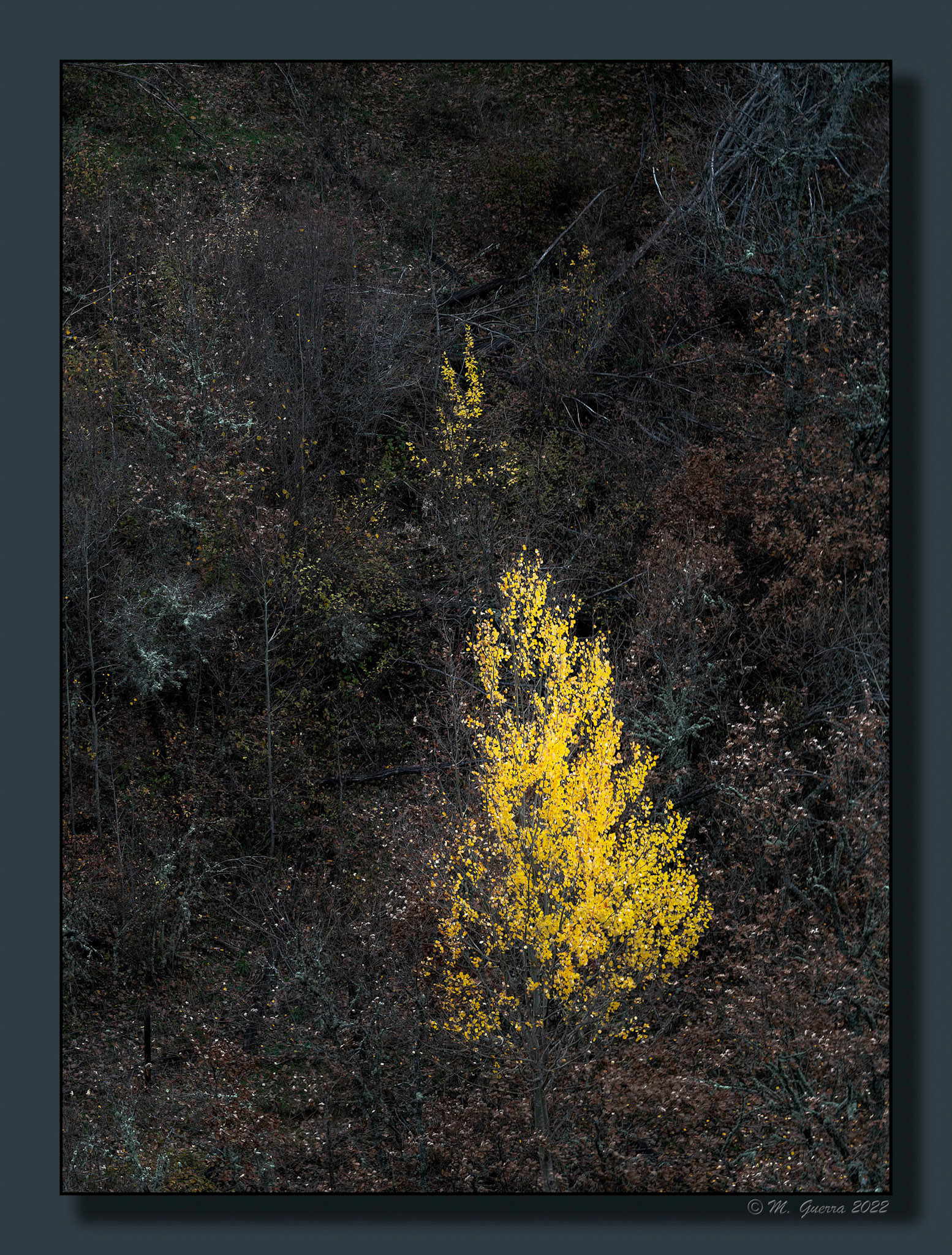 Árbol con hojas de otoño en La Hiruela