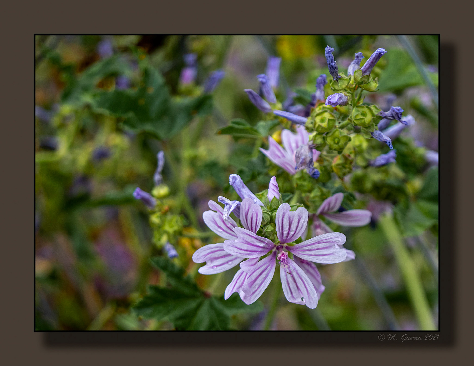 Flor