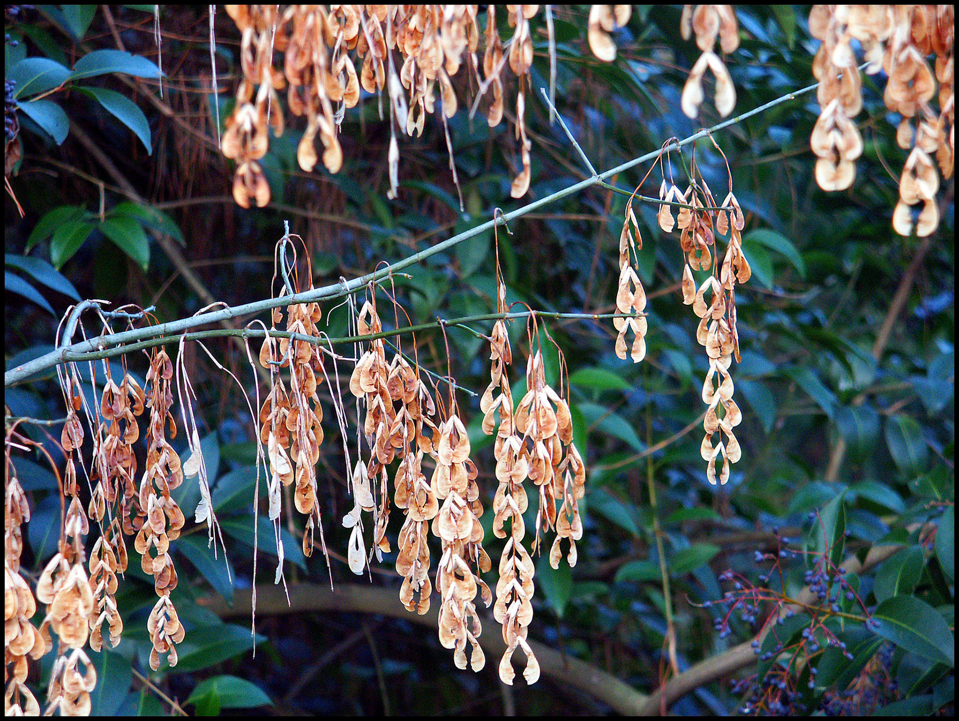 Frutos secos en el parque del Oeste de Madrid. Ampliar