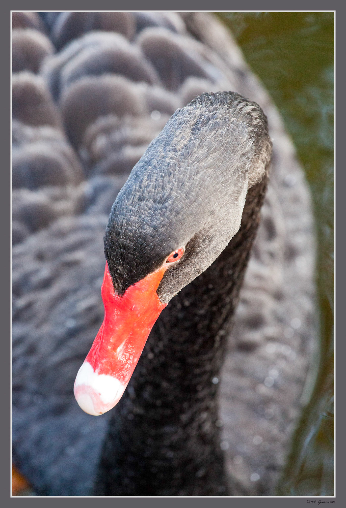 Un cisne en el estanque de los jardines del Campo del Moro en Madrid. Ampliar