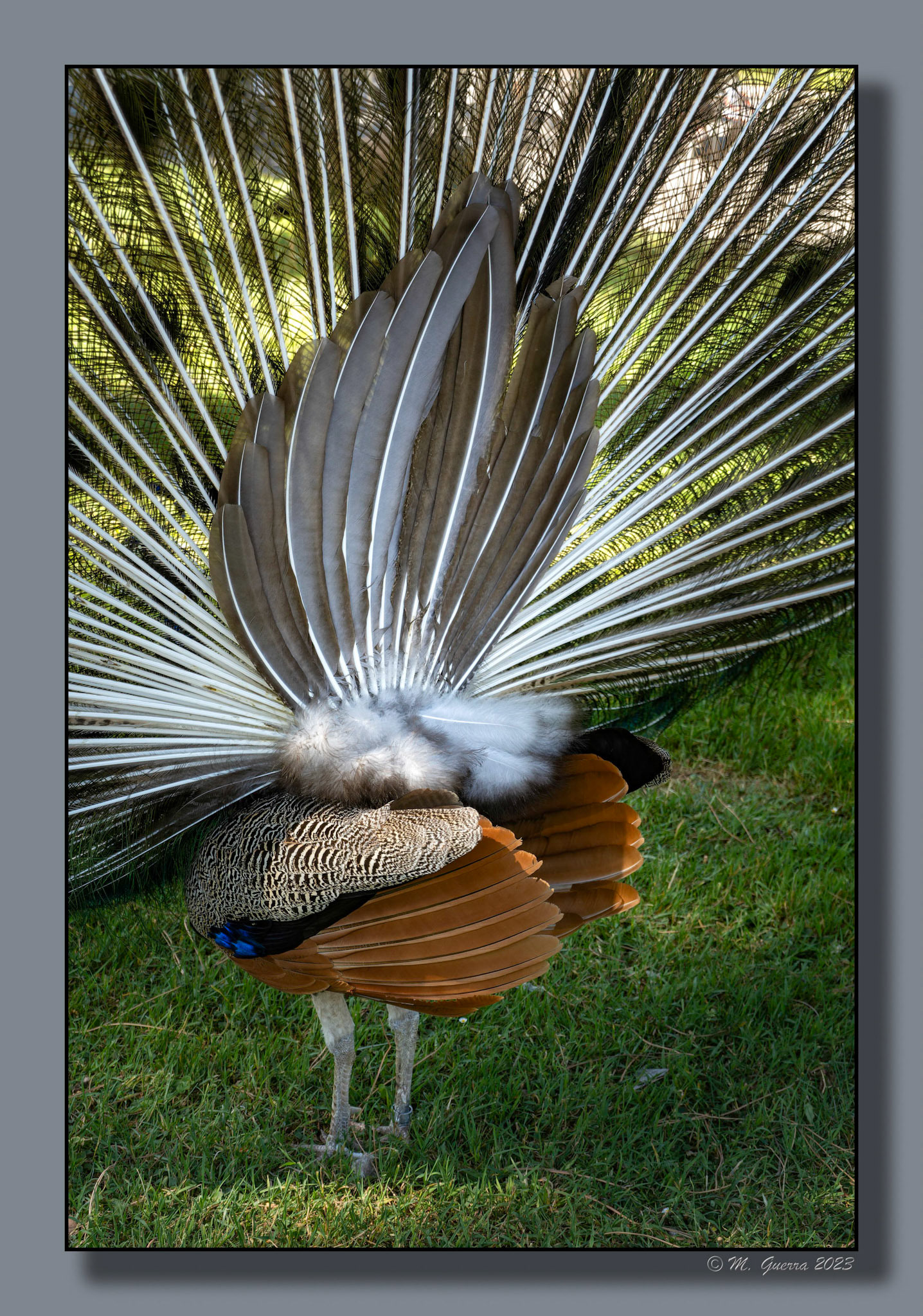 Pavo real macho con la cola desplegada en El Retiro cortejando a una hembra