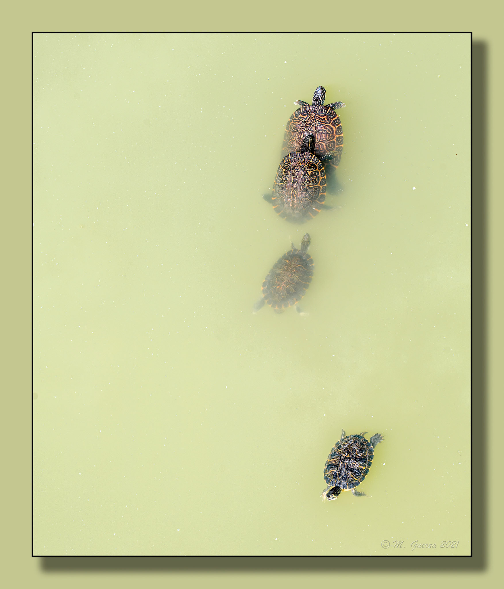 Tortugas en un estanque del Parque de Juan Carlos I