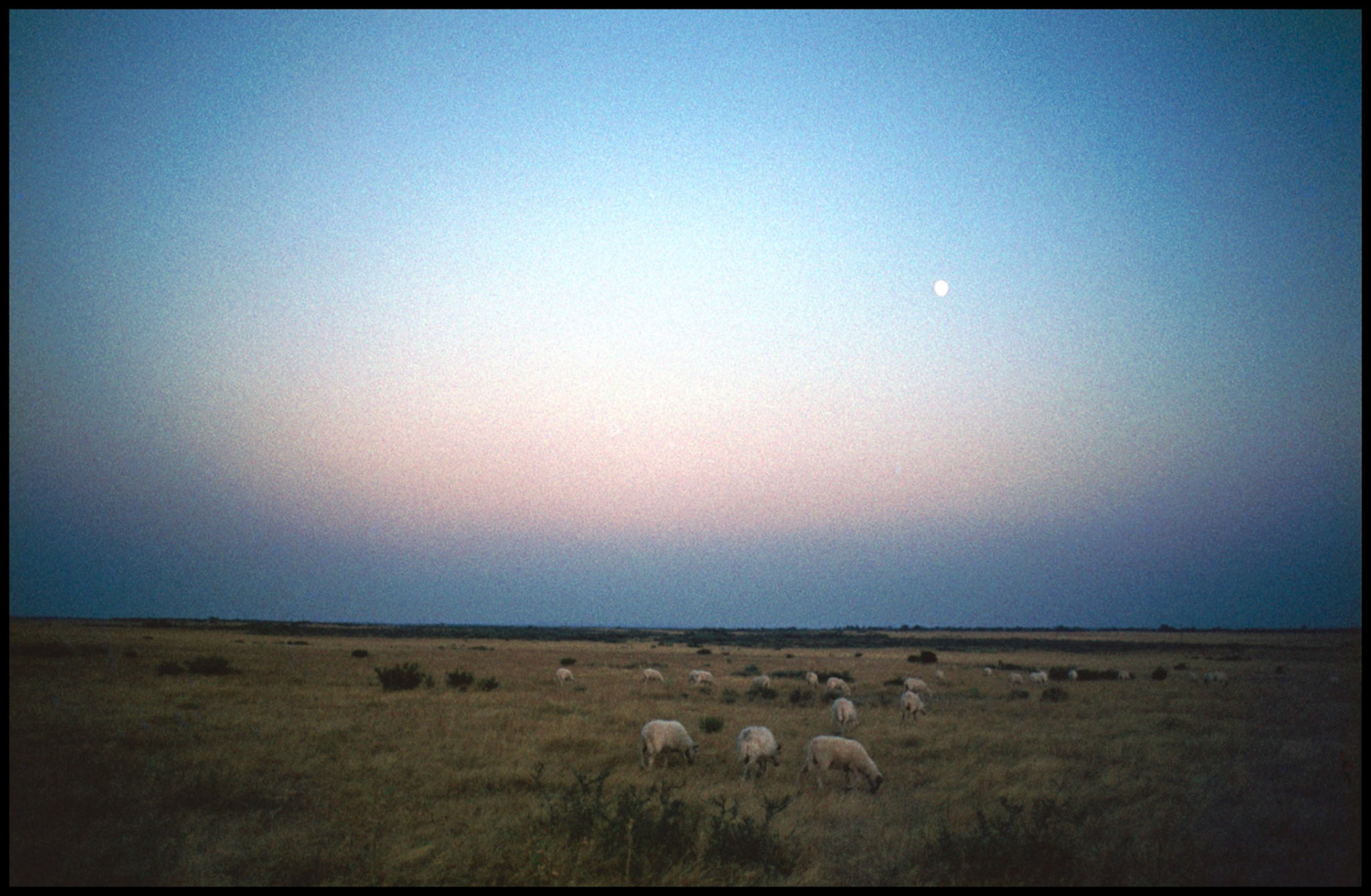 Ovejas en el campo de Muga. Ampliar