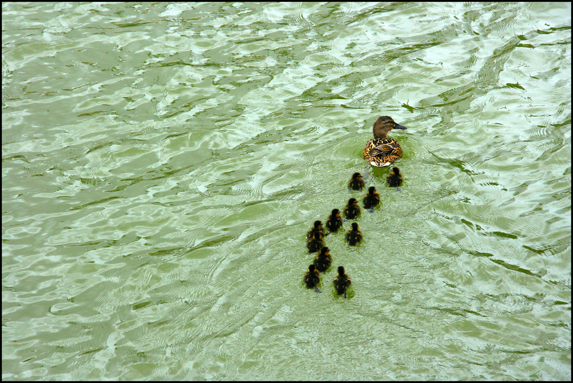 Pata con sus patitos en el río Guadalquivir. Ampliar