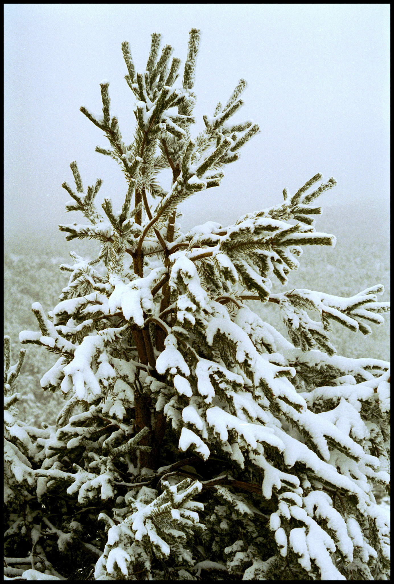 Árbol con nieve en Navacerrada. Ampliar
