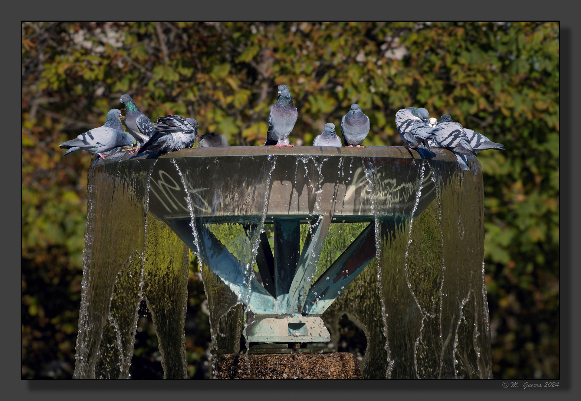 Fuente con palomas en un parque de Pueblo Nuevo