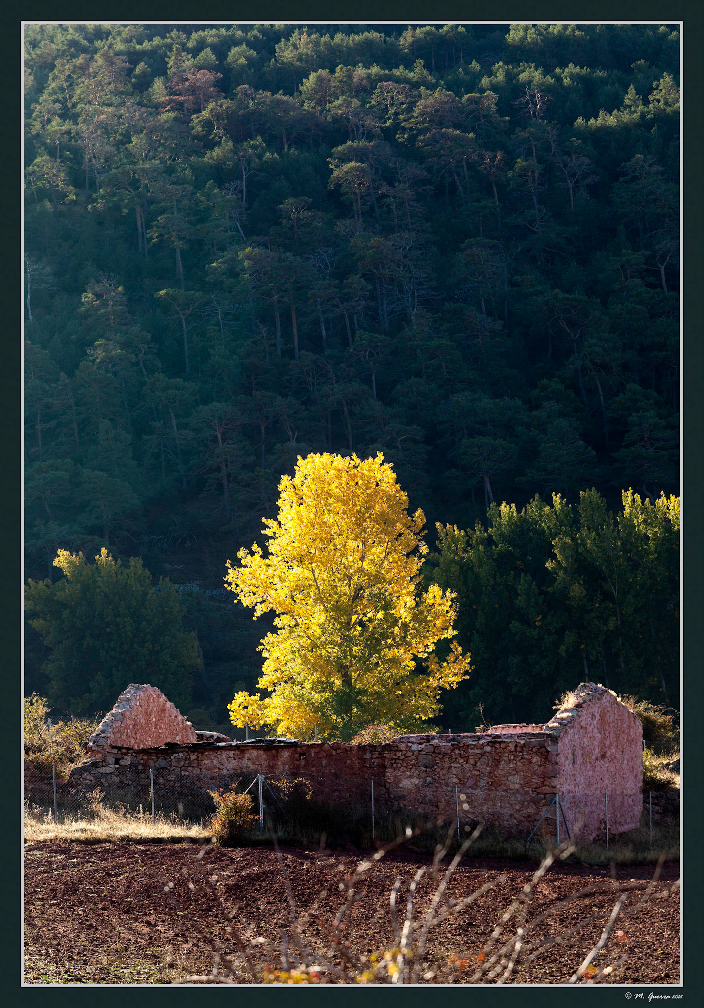 Árbol cerca de Grado del Pico. Ampliar