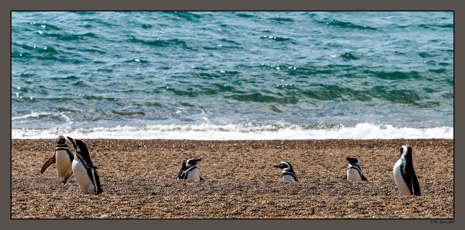 en la pinguinera en Punta Norte en Península Valdés. Ampliar