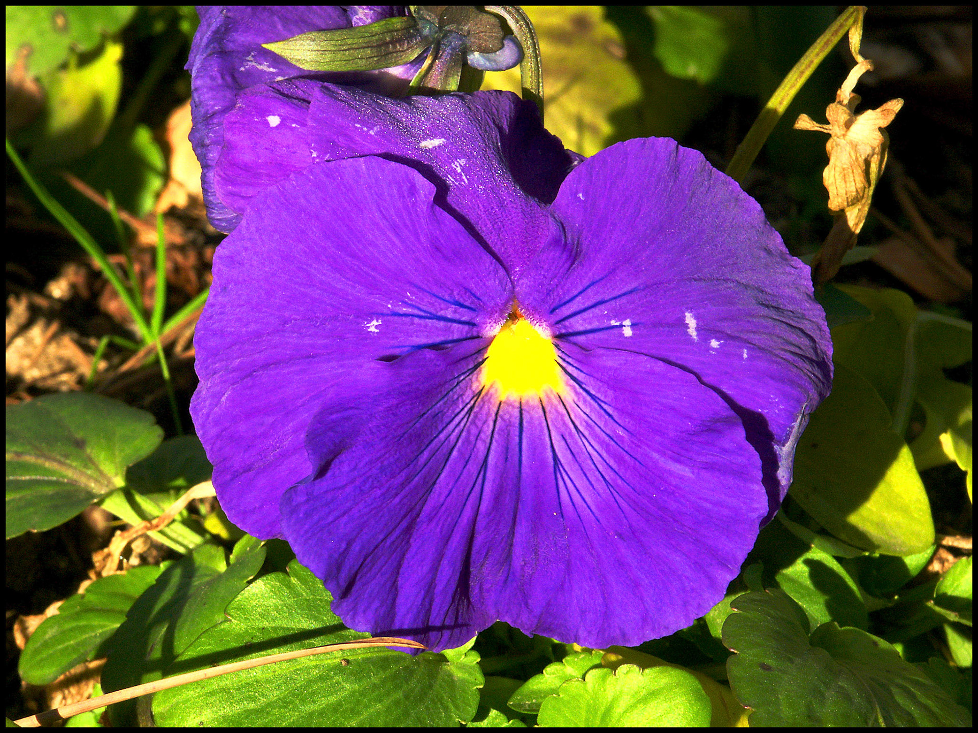 Pensamiento en flor en El parque de El Capricho en Madrid. Ampliar