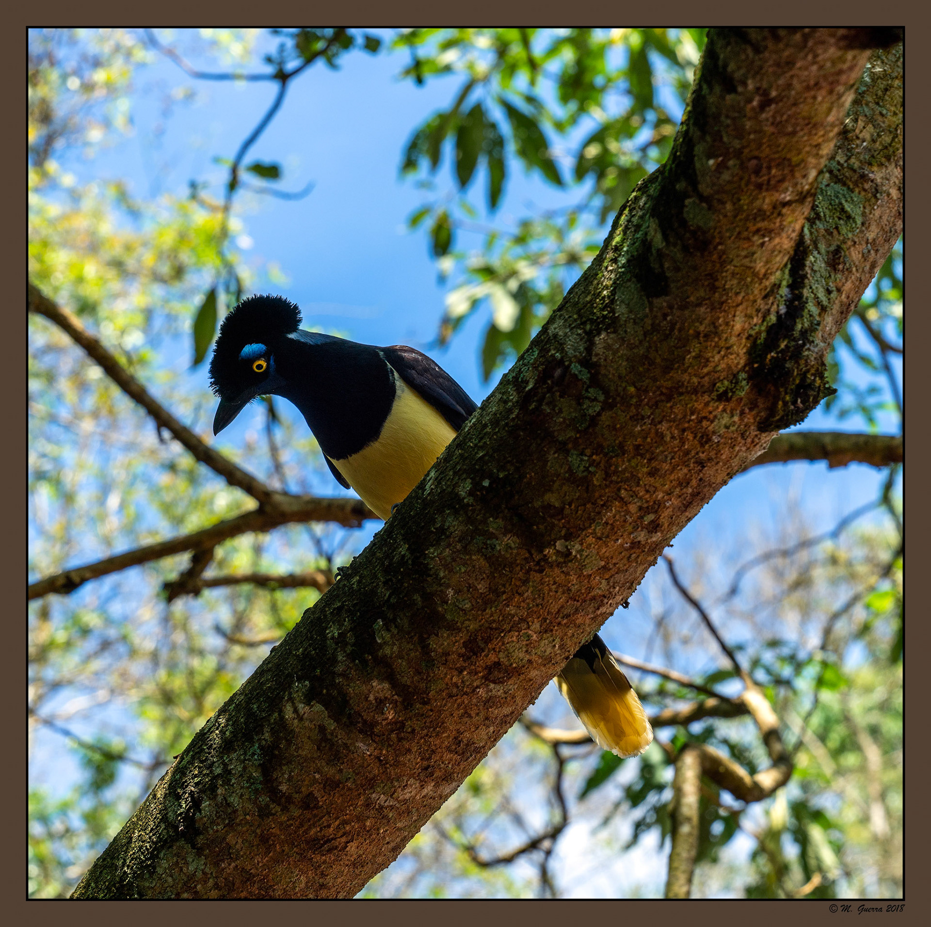 Una hurraca misionera en Iguazú. Ampliar