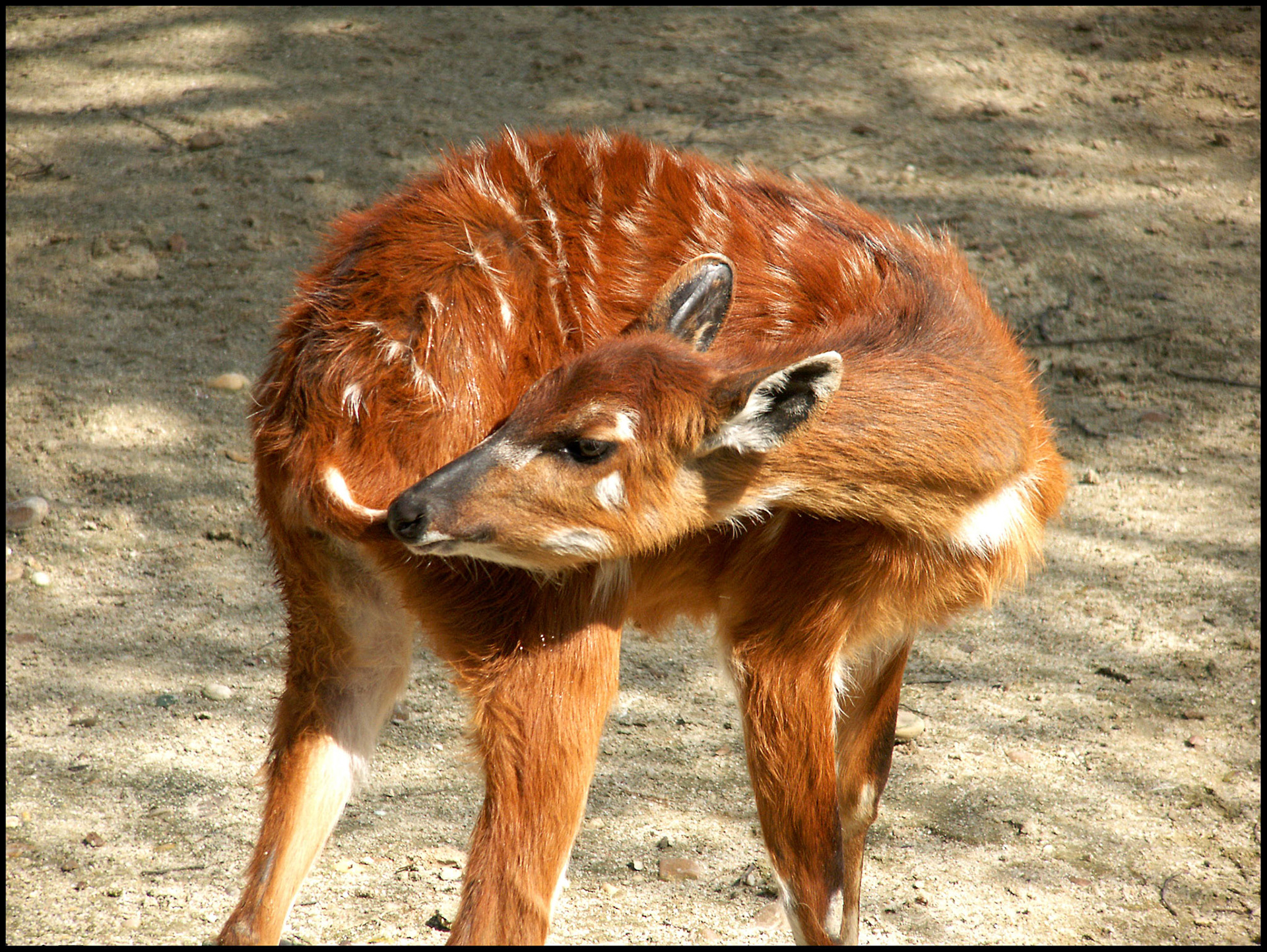 Gacela en el zoo de Madrid. Ampliar