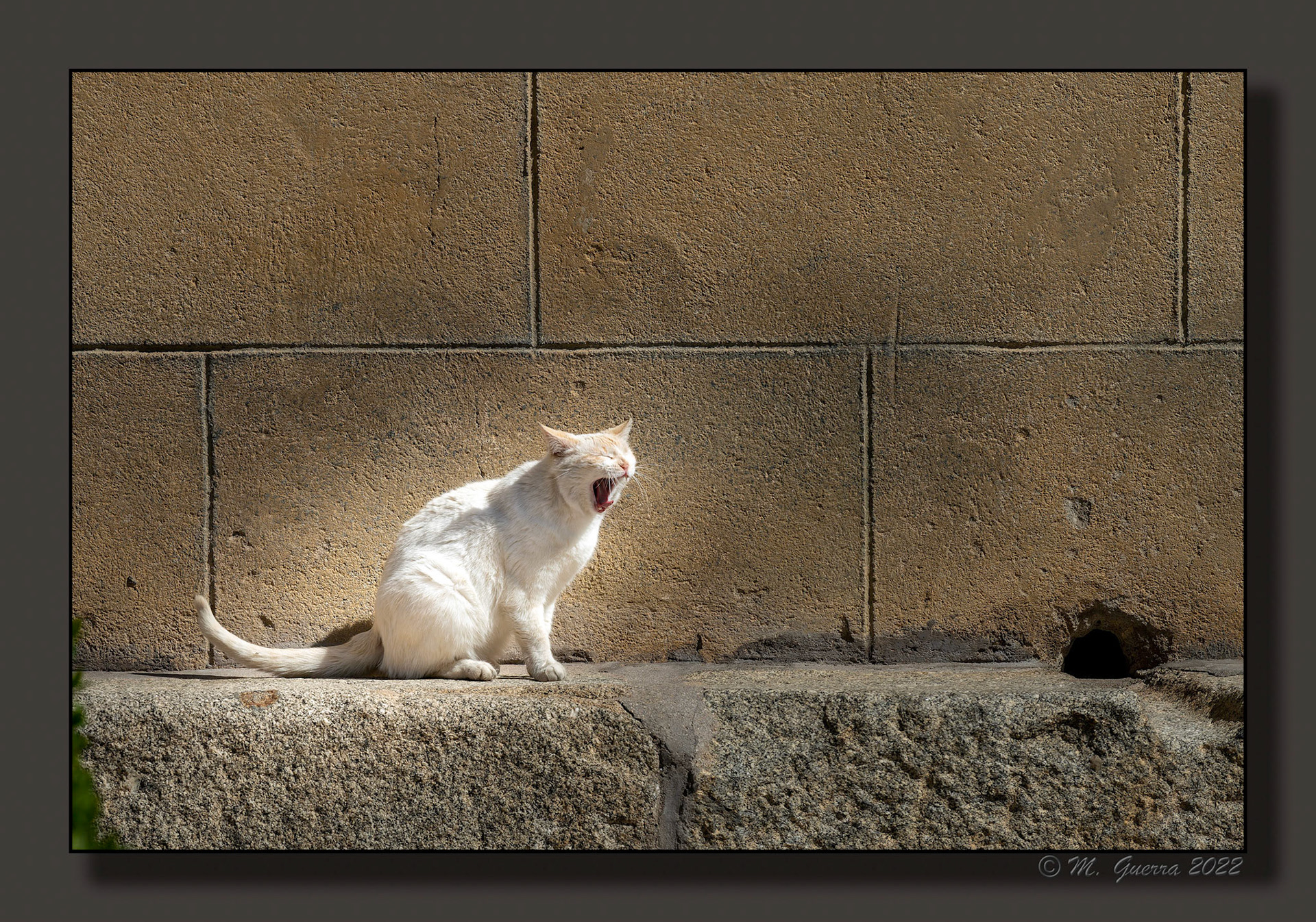Gato callejero en El Tiemblo